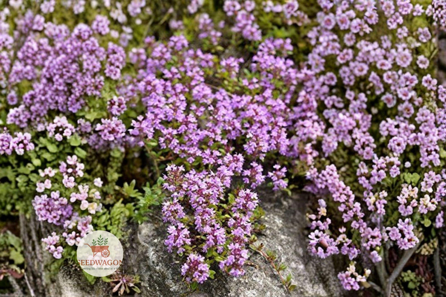 creeping thyme seeds,Thymus serpyllum ground cover,herb seeds for gardens,pink purple flowering ground cover,drought tolerant herb seeds,perennial herb seeds,fragrant herb ground cover,rock garden plant seeds,pollinator friendly seeds,pathway ground cover seeds,herb garden seeds,low maintenance ground cover