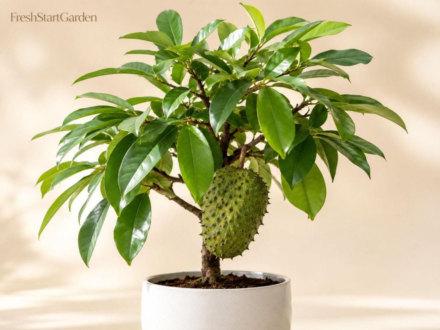 Soursop Tree Starter Plant 3-6 Inch Annona muricata Tropical Fruit Tree for Garden, Container, Edible Landscape