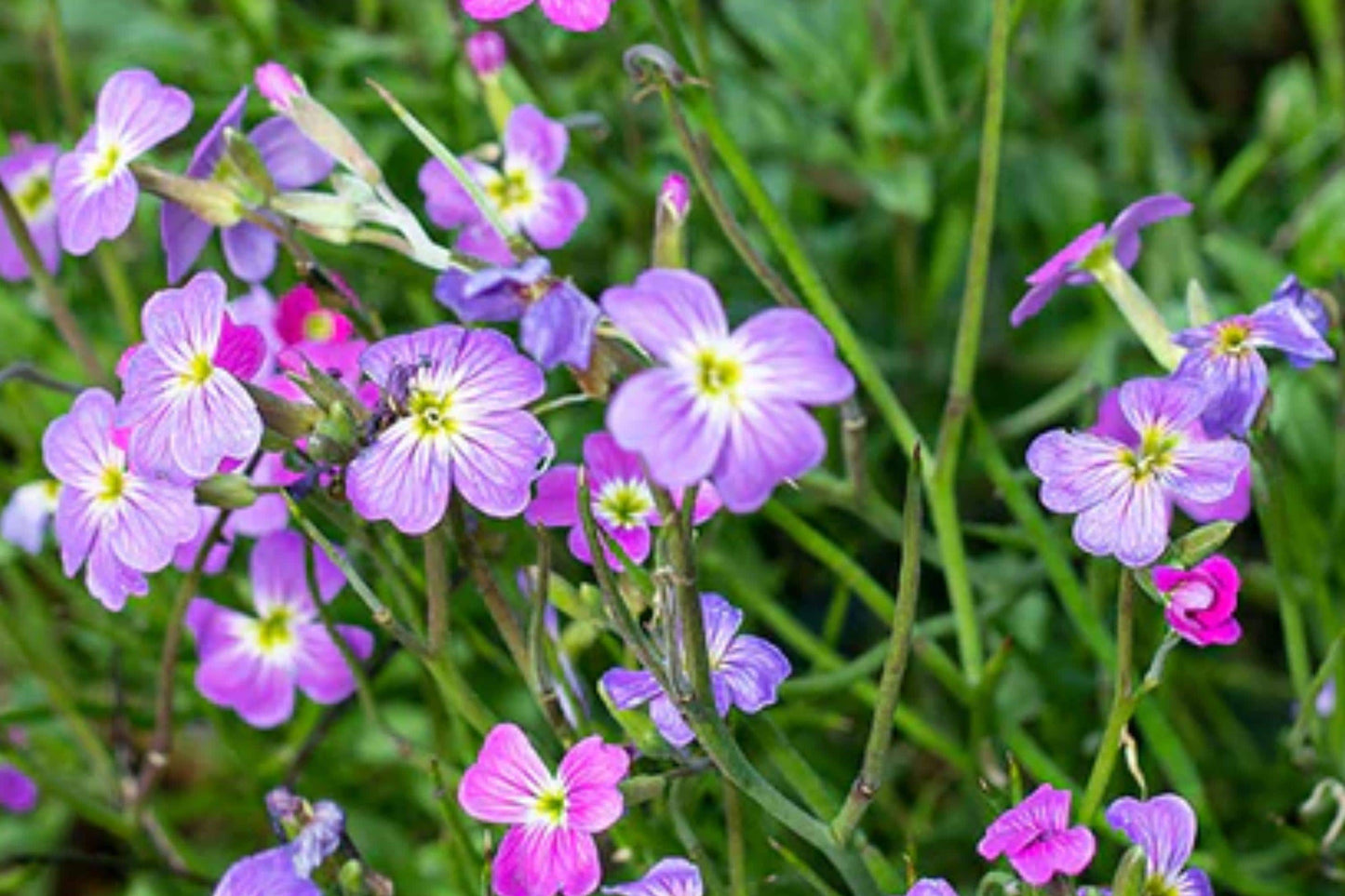 Virginia Stock Seeds – Malcolmia maritima Annual Flower Mix for Borders & Containers, 2700 Seeds