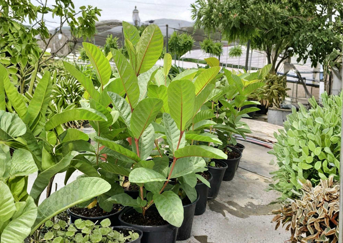 Mexican Guava Live Fruit Tree – Psidium guajava – 1-2 Feet Tall Tropical Edible Landscape Plant