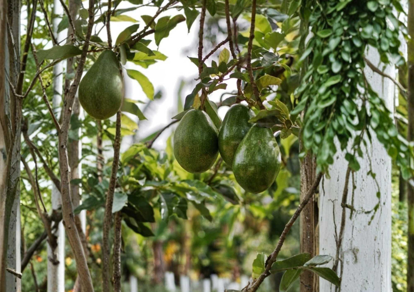 Semil 34 Avocado Live Fruit Tree – Persea americana – 12-24 Inches Tall, Evergreen, Edible Landscape, Backyard Orchard