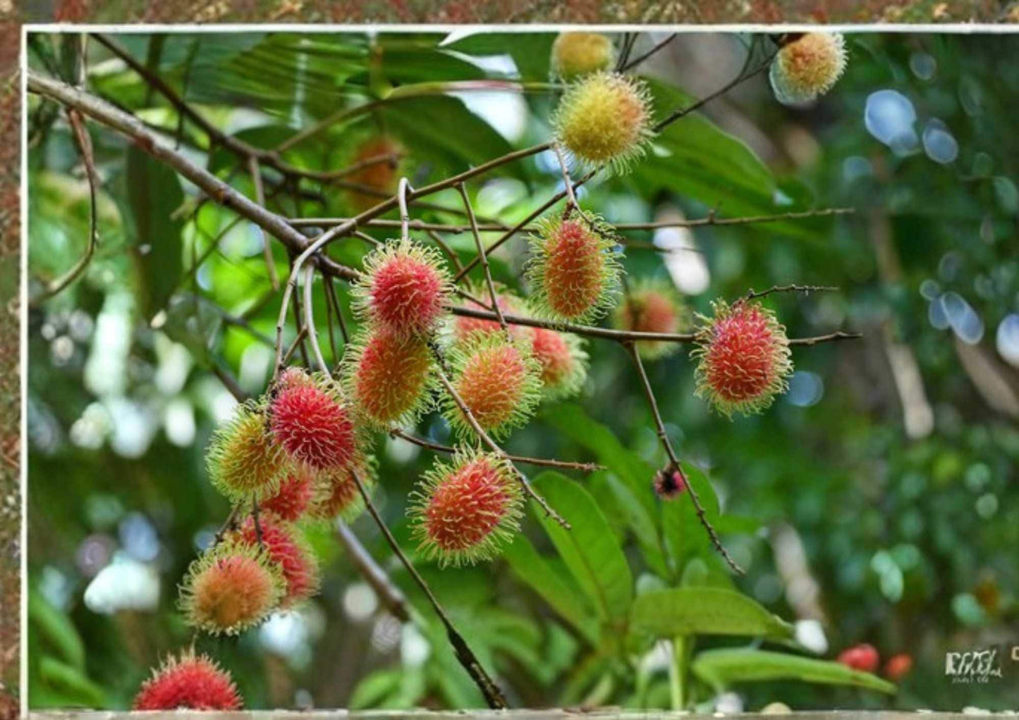 Grafted Rambutan Tree – 2–3 Feet Tall – Nephelium lappaceum – Tropical Fruit Tree for Backyard Orchard and Edible Landscape