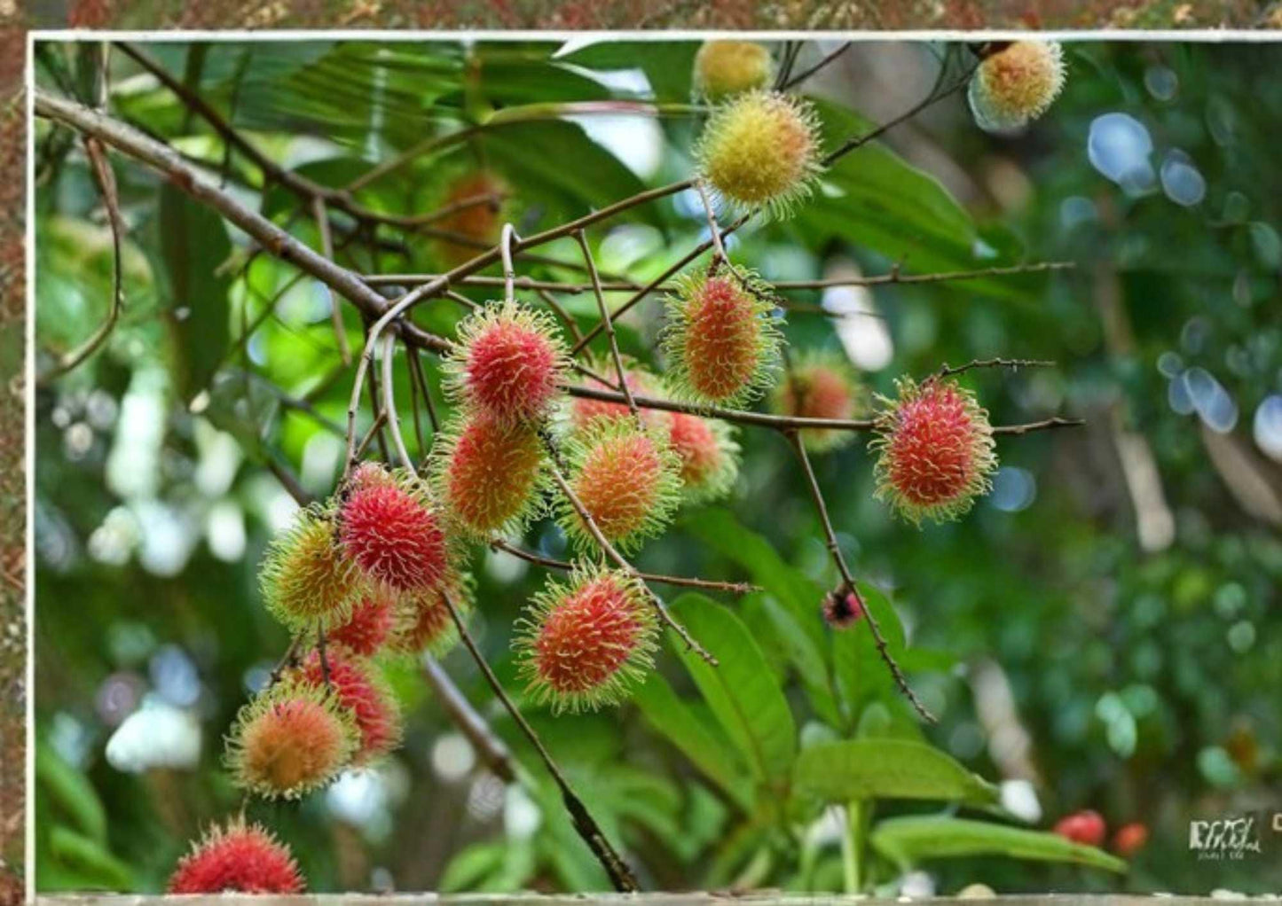 Grafted Rambutan Tree 2–3 Feet Tall – Nephelium lappaceum – Tropical Fruit Tree for Backyard Orchard & Edible Landscape