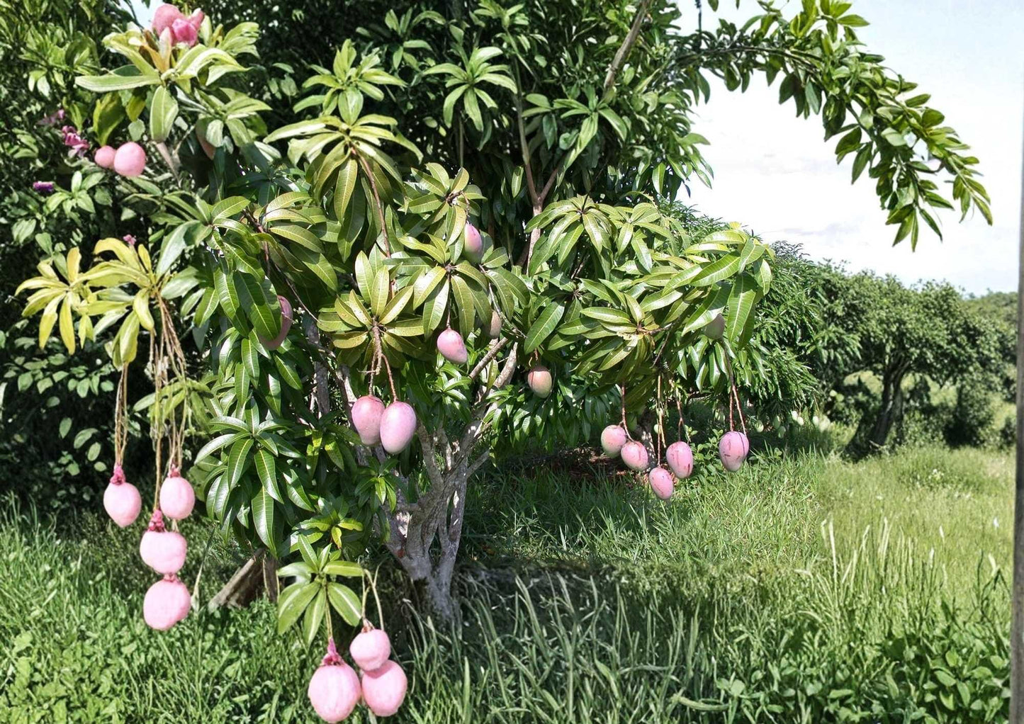Grafted Mango Tree 12–24 Inches Tall – Mangifera indica – Tropical Fruit Tree for Backyard, Edible Landscape
