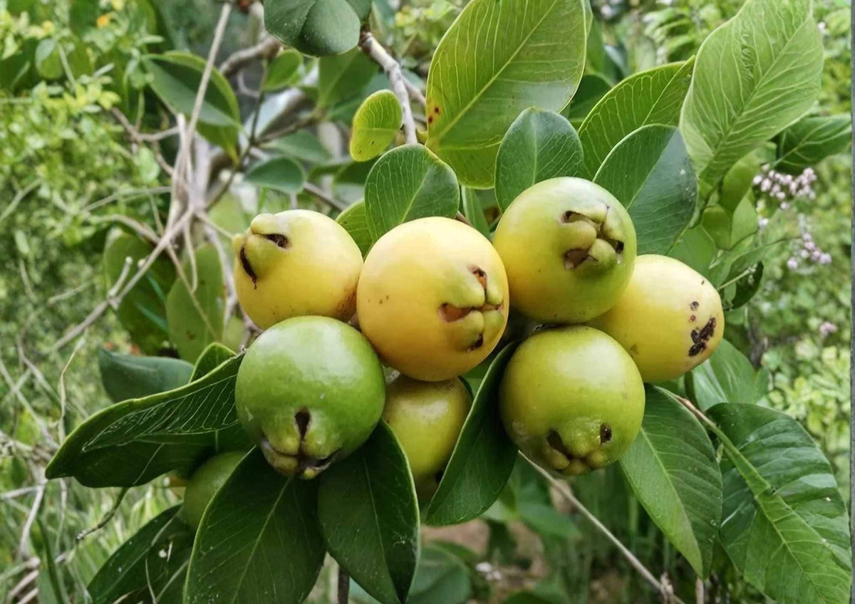 Yellow Strawberry Guava Live Fruit Tree – Psidium littorale var. lucidum – Edible Tropical Fruit Tree, 1–2 Feet Tall