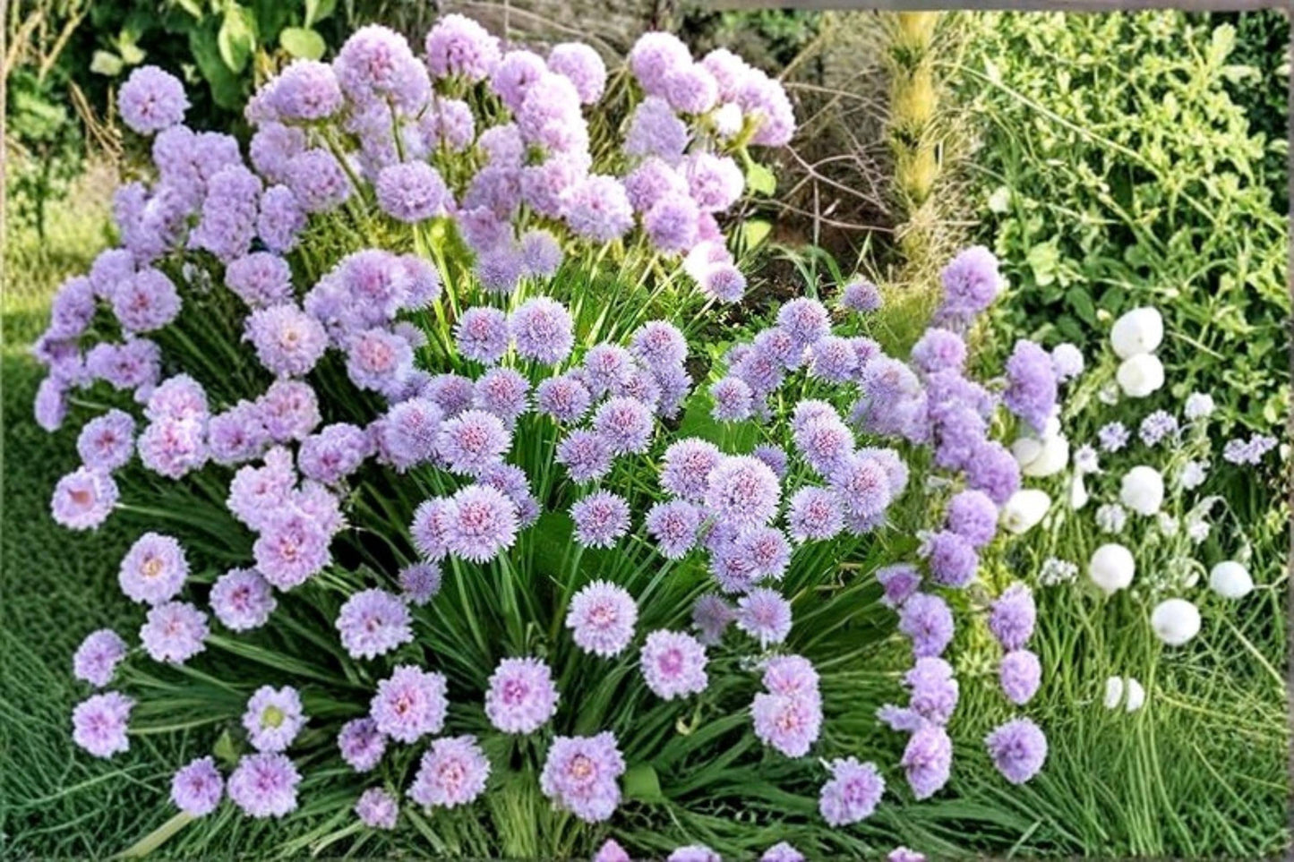 Wild Chives Seeds – 200 Allium schoenoprasum Herb Seeds for Garden & Container Planting