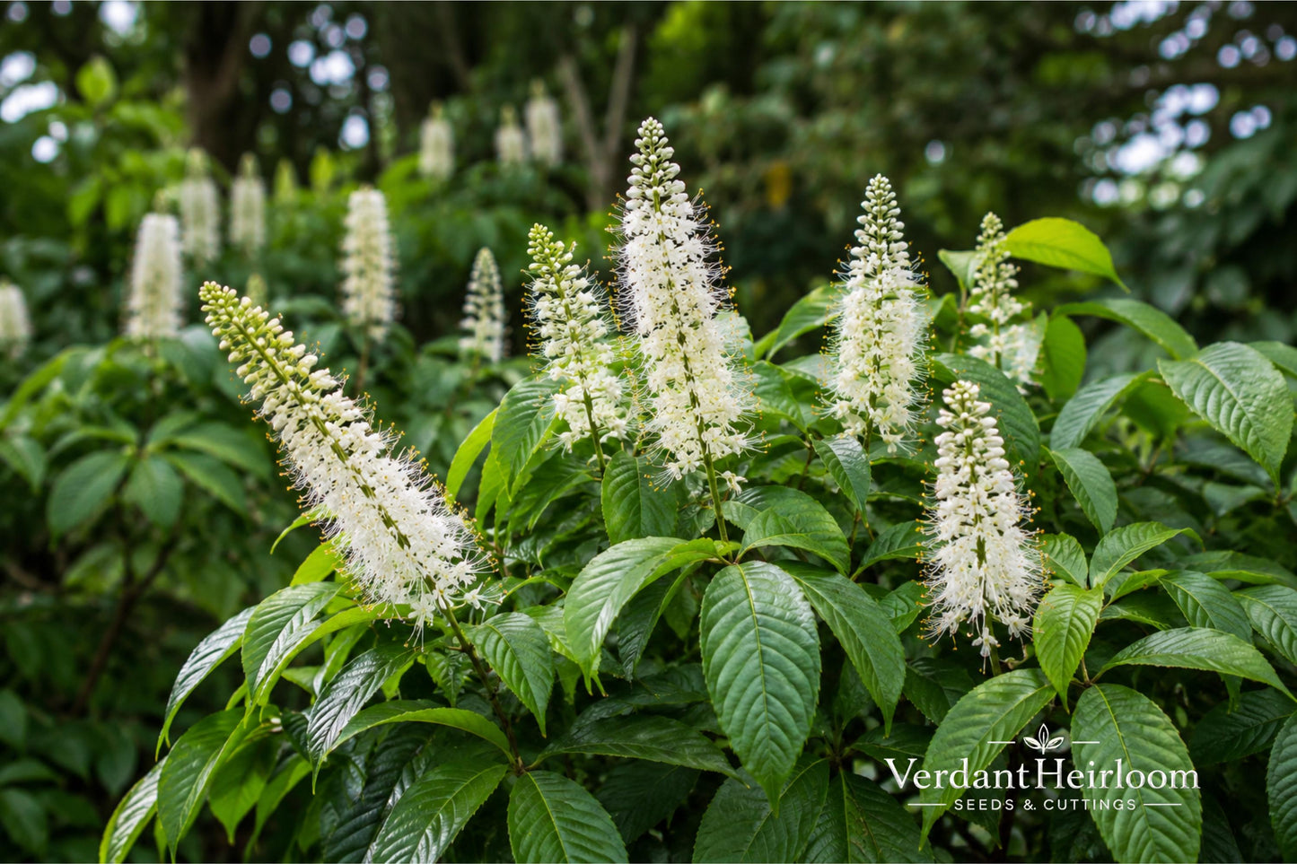 Bottlebrush Buckeye Bare Root Plant – Aesculus parviflora, Ornamental Shrub with White Flowers & Yellow Fall Foliage