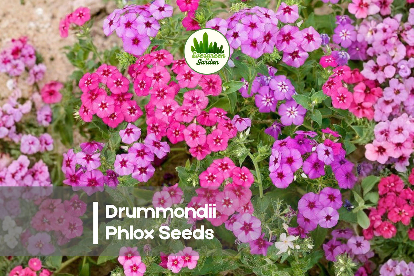 Prismatic Pink Phlox Seeds 100+ | Drummondii Phlox Flower Seeds for Borders, Beds & Pollinator Gardens