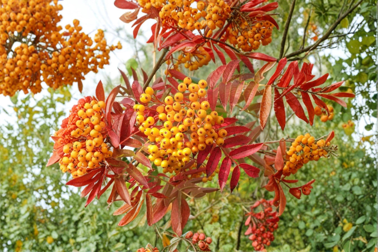 Mountain Ash Seeds – Sorbus aucuparia – Deciduous Tree with White Flowers & Red Berries – 50 Seeds