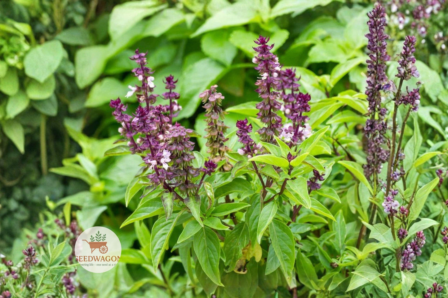 Licorice Basil Seeds, Herb Garden Seeds, Aromatic Herb Seeds, Non-GMO Basil Seeds, Culinary Herb Seeds, Pollinator Friendly Seeds, Container Gardening Seeds, Purple Stem Basil, Anise Flavor Seeds, Edible Herb Seeds, Spring Summer Herb, Fragrant Basil Seeds, Ornamental Herb Seeds