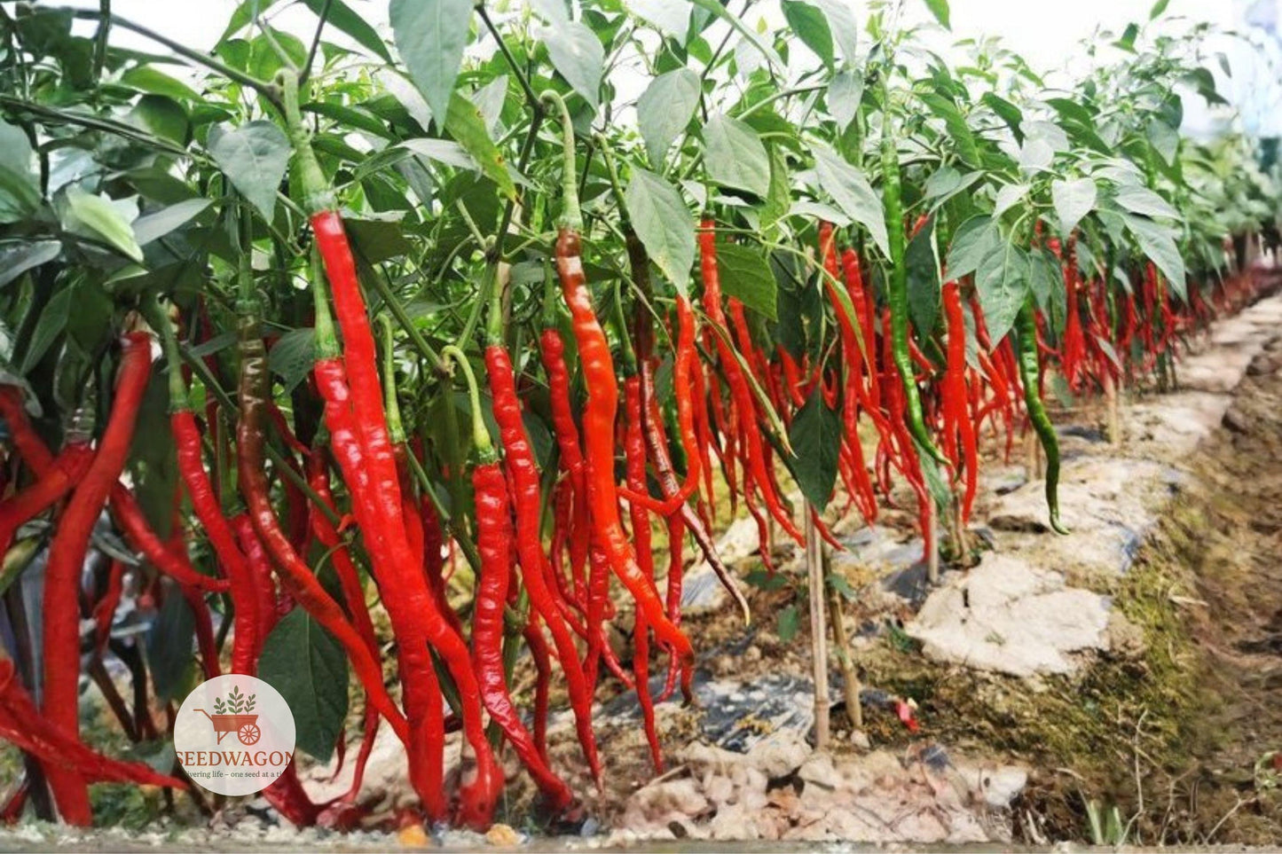 heirloom pepper seeds, hot pepper seed mix, spicy vegetable seeds, container pepper plants, colorful hot peppers, jalapeno seed packet, cayenne pepper seeds, heirloom vegetable seeds, garden hot peppers, salsa pepper seeds, hot pepper collection, heirloom seed packets, vegetable garden seeds