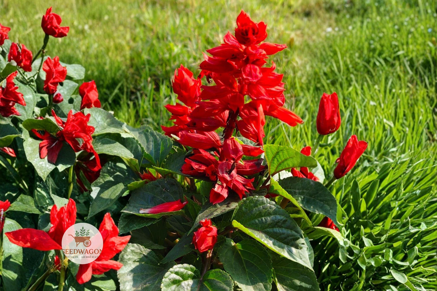 scarlet sage seeds, salvia coccinea flowers, butterfly garden seeds, hummingbird attractant, wildflower seeds, heirloom flower seeds, drought tolerant plants, container garden seeds, summer blooming flowers, pollinator friendly seeds, cottage garden plants, vibrant red flowers, annual flowering seeds