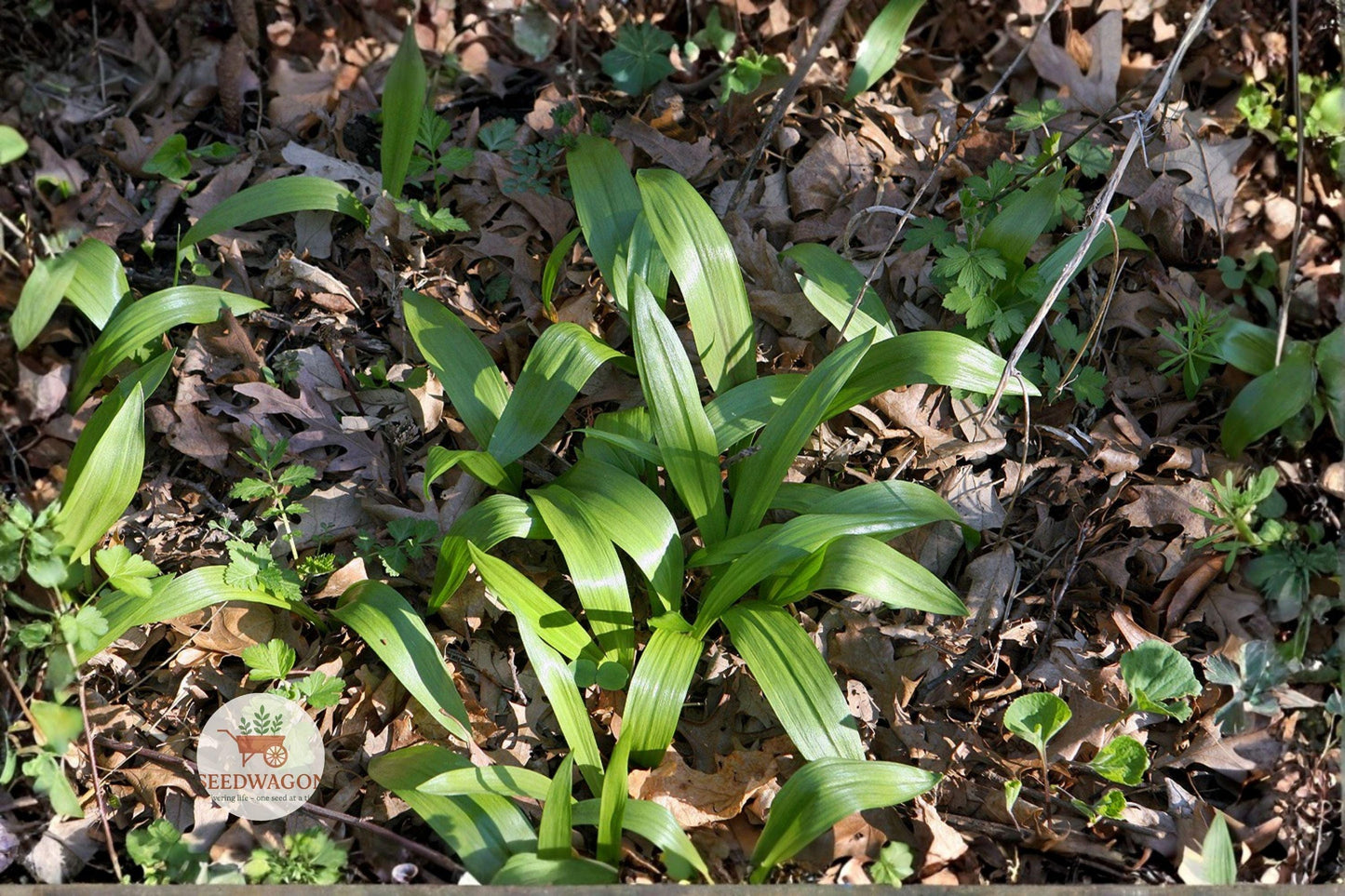 wild leek seeds, ramps edible herb, woodland perennial plant, heirloom Allium seeds, shade garden plants, forest garden herbs, naturalized landscape, edible bulb plant, spring planting seeds, native woodland herb, gourmet herb seeds, perennial vegetable seeds, organic leek seeds