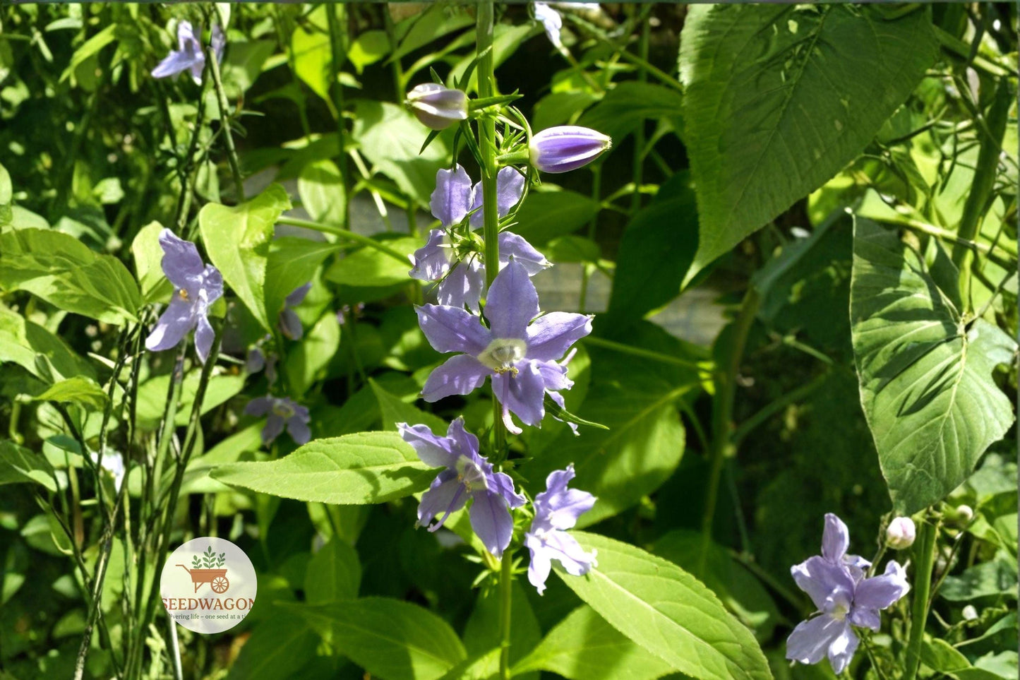 native wildflower seeds, tall bellflower plant, blue violet flower seeds, pollinator garden plants, cottage garden flowers, woodland border plants, wildflower meadow seeds, native North American flowers, tall flowering stems, summer bloom wildflowers, bee butterfly attractor, naturalized landscape plants, heirloom flower seeds