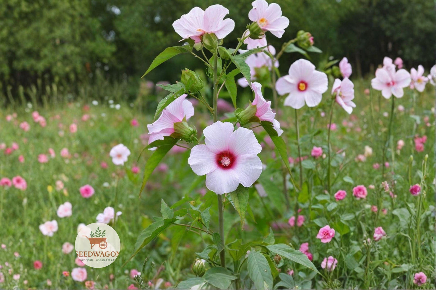 native hibiscus seeds, pollinator garden plants, perennial flower seeds, rain garden plants, native wildflower seeds, tall flowering plants, butterfly attracting seeds, pond edge plants, pink hibiscus seeds, moisture-loving plants, cottage garden flowers, native perennial seeds, summer bloom flowers