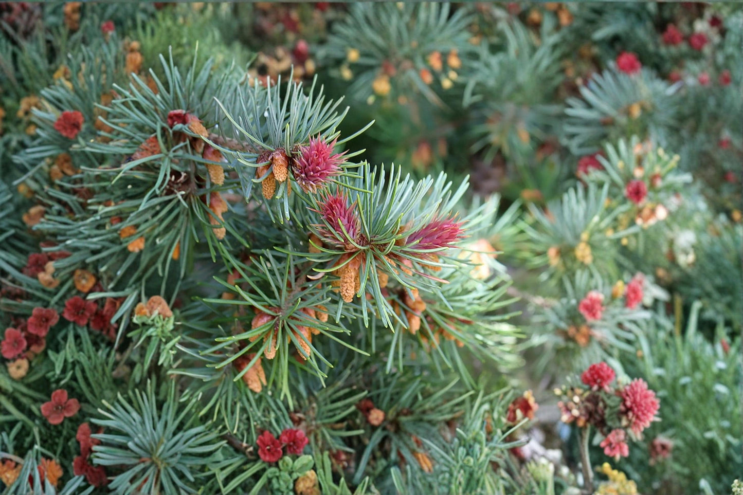 Blue Douglas Fir Seeds – Pseudotsuga menziesii var. glauca, Evergreen Conifer for Landscaping & Bonsai