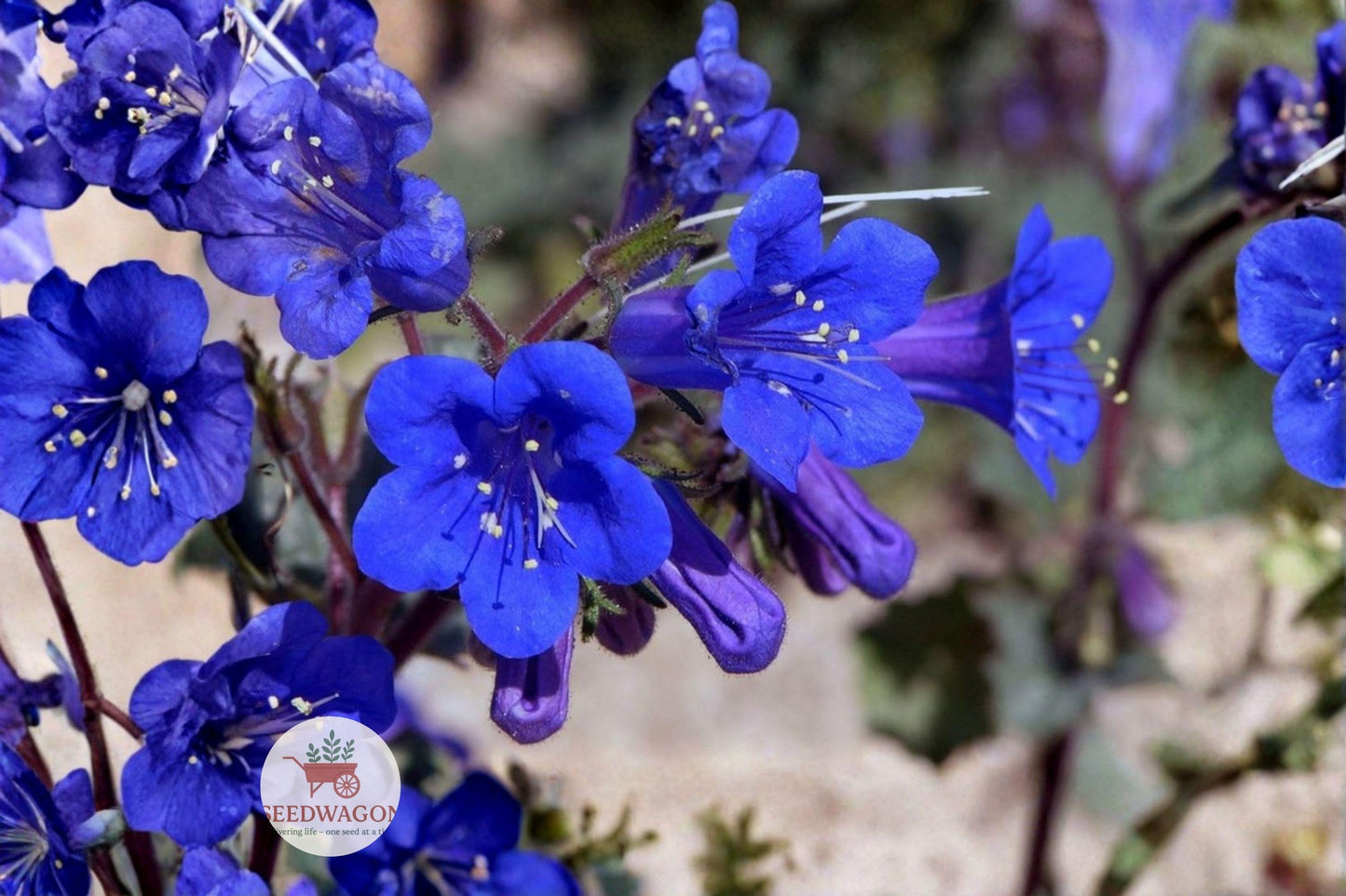 California Bluebells Seeds, Wildflower Seeds, Drought Tolerant Seeds, Blue Flower Garden Seeds, Pollinator Friendly Seeds, Xeriscape Plant Seeds, Cottage Garden Seeds, Native California Seeds, Annual Wildflower Seeds, Container Plant Seeds, Rock Garden Seeds, Spring Bloom Seeds, Low Water Landscape Seeds
