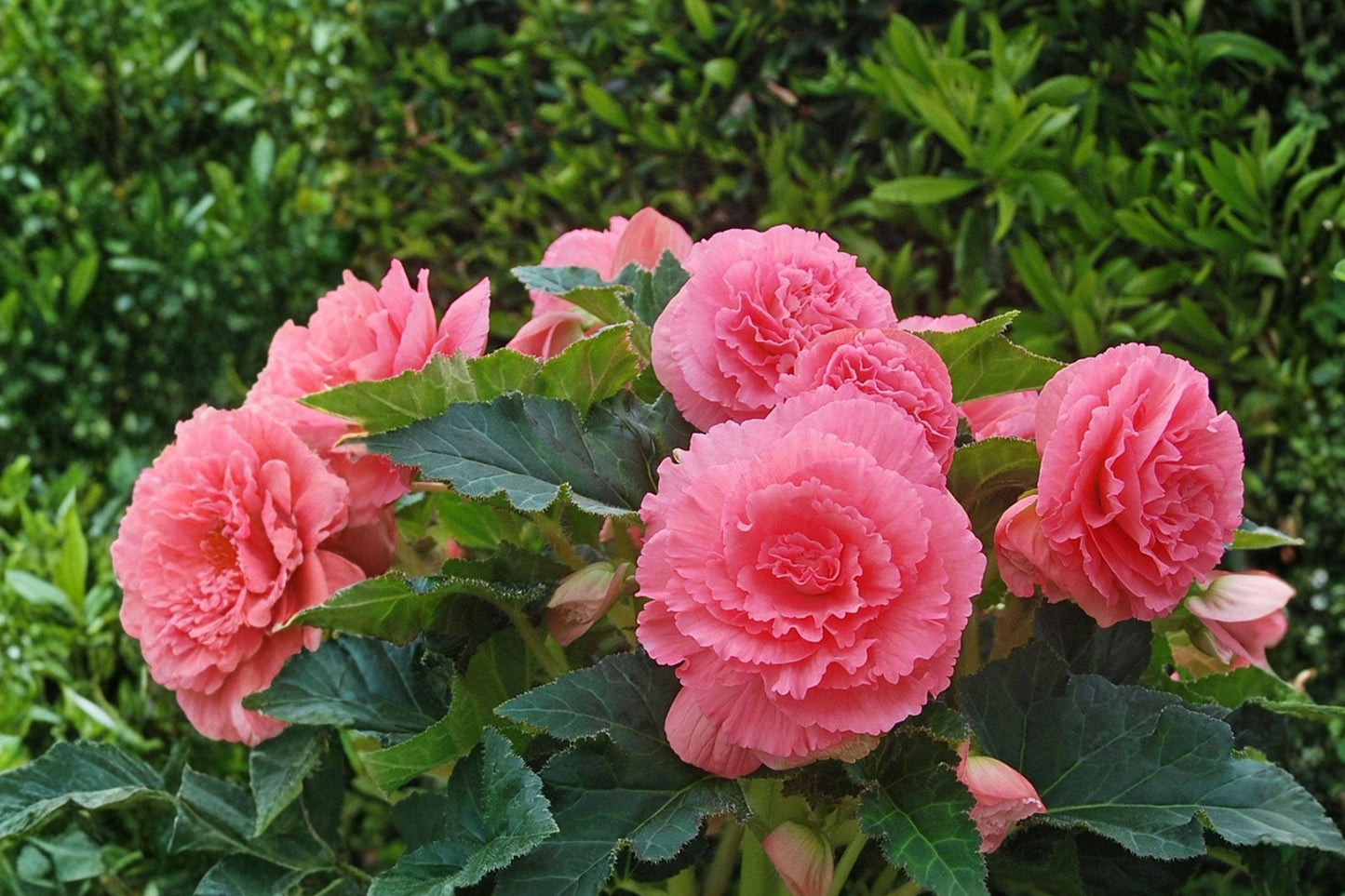 Giant Ruffled Pink Begonia Bulbs – Tropical Summer Flowers for Shade Gardens, Begonia x tuberhybrida, Container & Border Plant