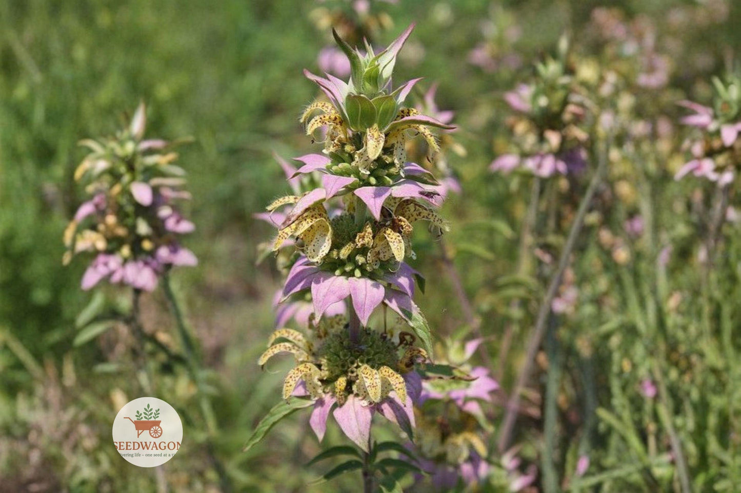 pollinator wildflower seeds, native bee balm seeds, perennial herb seeds, lavender flower seeds, meadow garden seeds, prairie plant seeds, hummingbird attractor, cottage garden seeds, aromatic foliage seeds, summer bloom seeds, wildlife garden seeds, native landscape seeds, colorful flower seeds