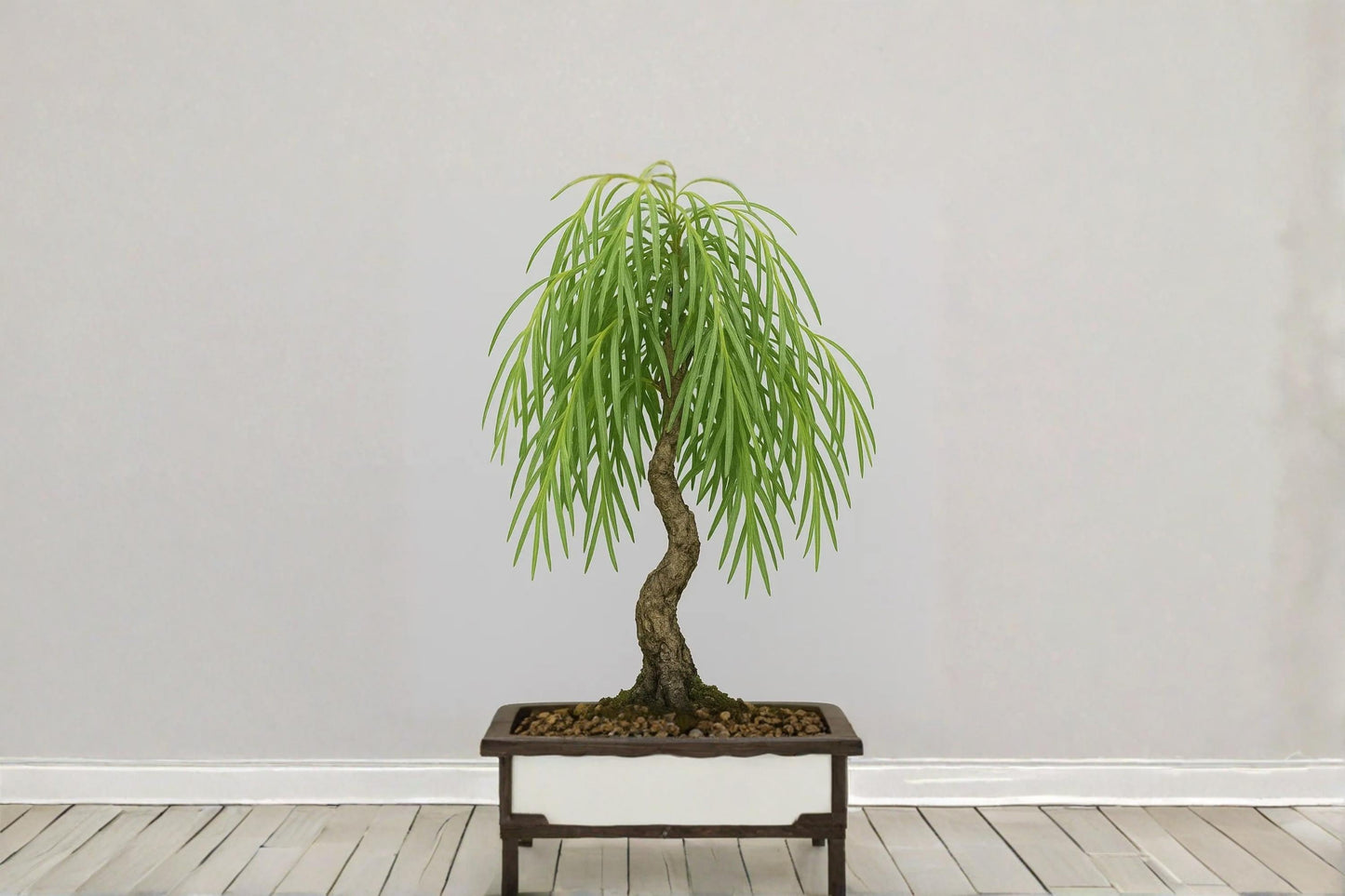 Dwarf Australian Weeping Willow Bonsai Cutting – Salix sp. Live Propagation Starter for Bonsai and Indoor Gardening