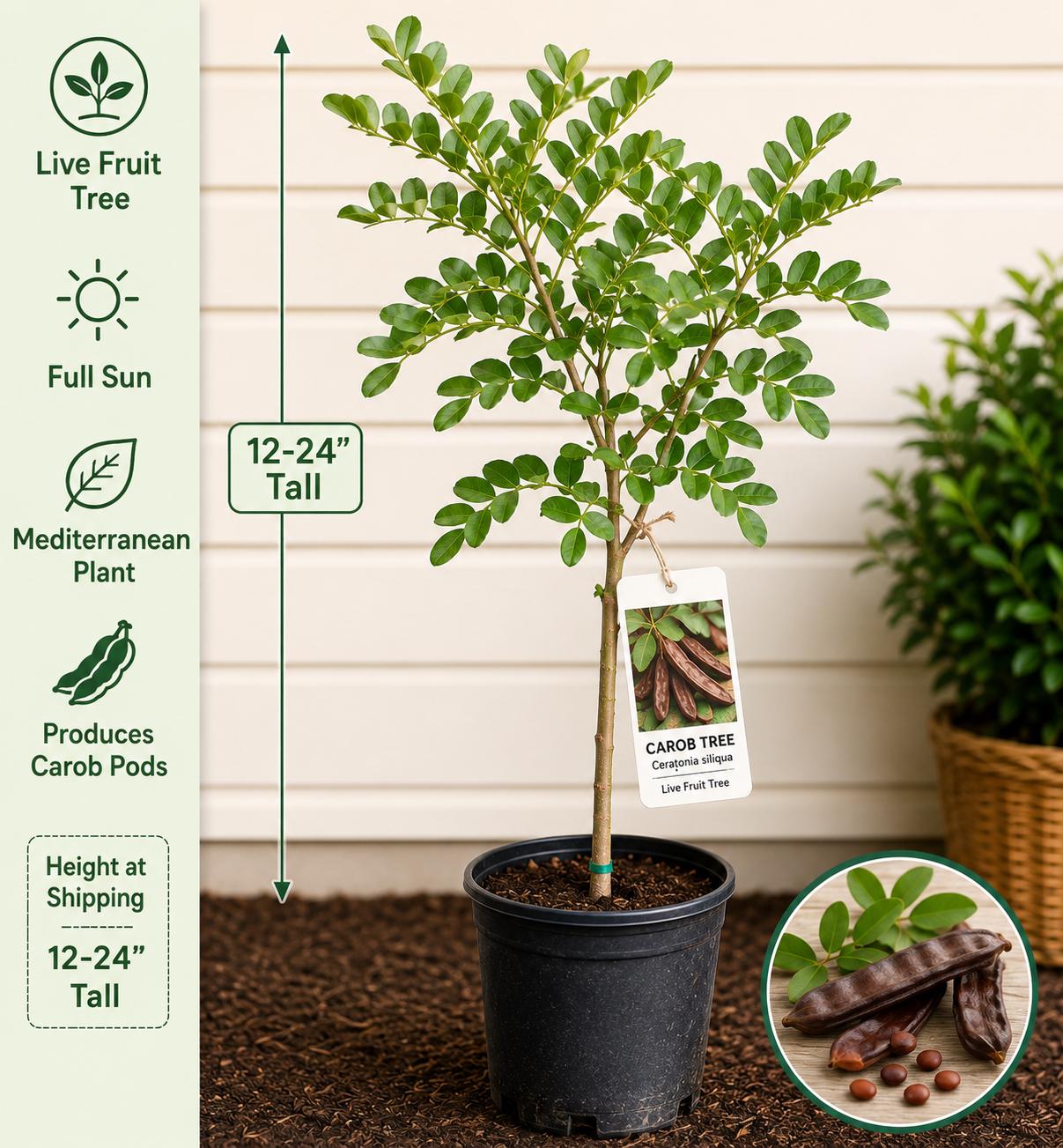 Carob Live Fruit Tree – 12-24 Inches Tall – Ceratonia siliqua – Mediterranean Evergreen Fruit Tree for Edible Gardens