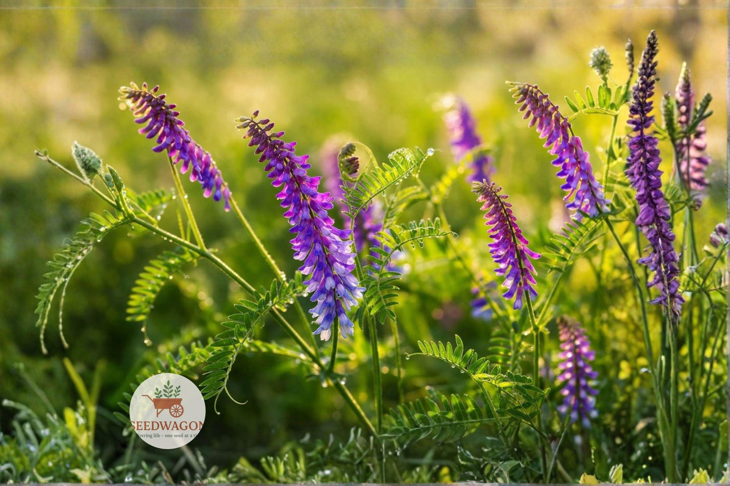 Hairy Vetch Seeds, Purple Cover Crop, Nitrogen Fixing Seeds, Pollinator Friendly Seeds, Climbing Vetch Seeds, Winter Cover Crop, Soil Improvement Seeds, Erosion Control Seeds, Wildflower Garden Seeds, Legume Cover Crop, Garden Soil Enhancer, Purple Flower Seeds, Wildlife Habitat Seeds