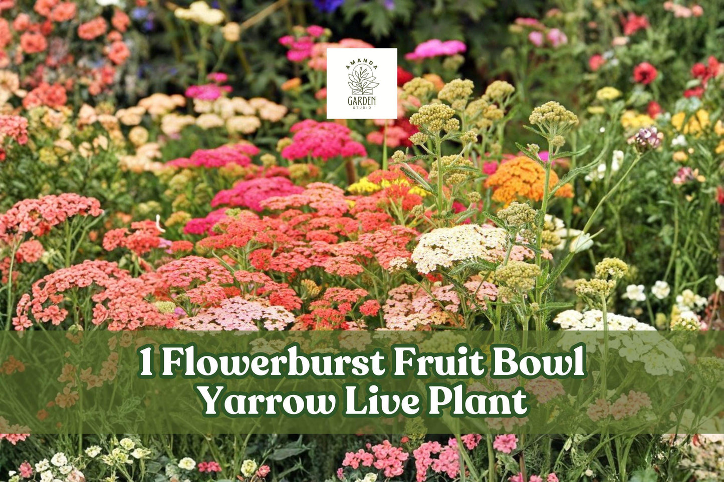 Yarrow Live Plant Starter Achillea millefolium Flowerburst Fruit Bowl Pollinator-Friendly Perennial