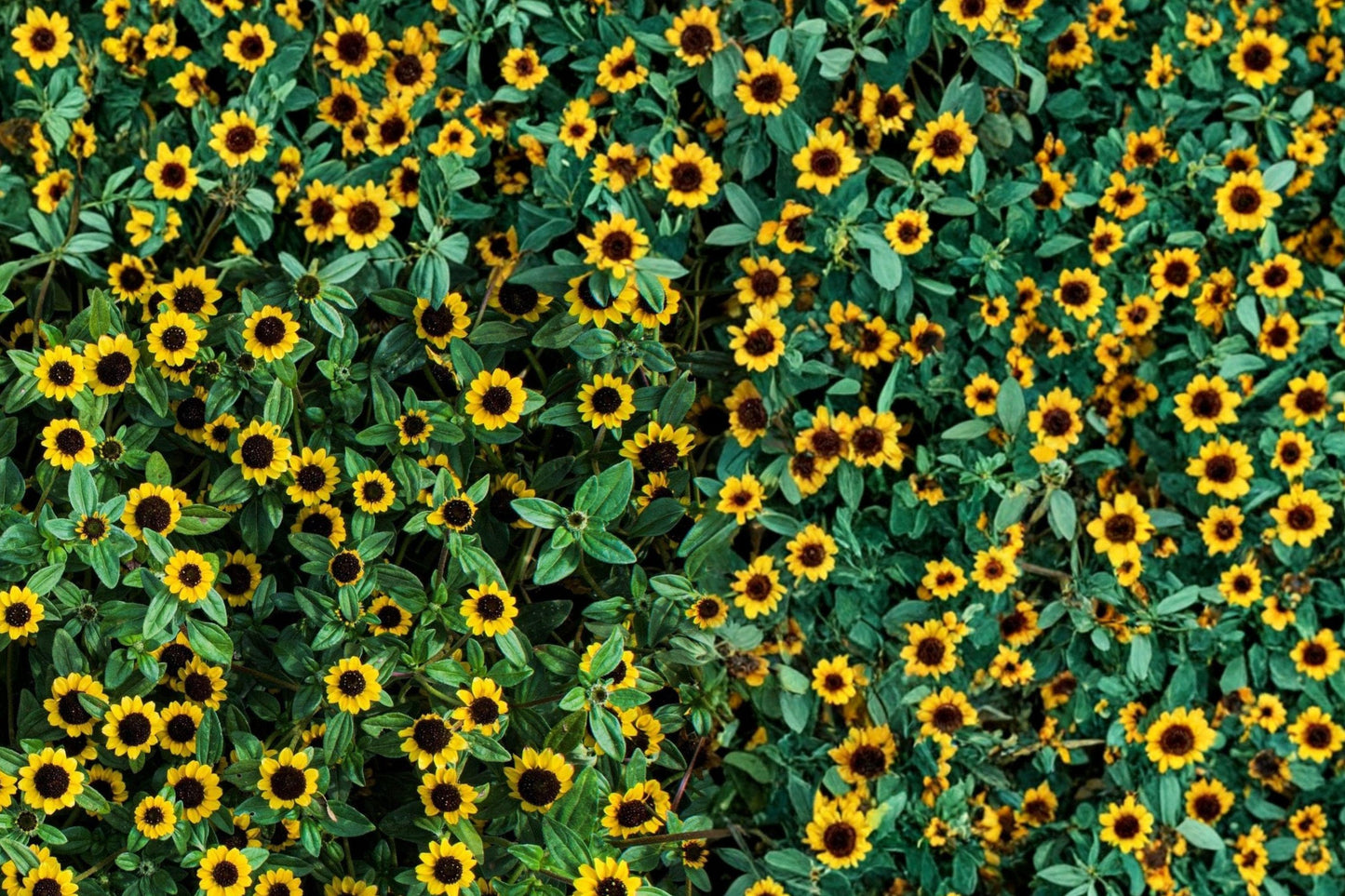 Creeping Zinnia Seeds 150 Sanvitalia procumbens Groundcover Flower Bright Yellow Daisy-Like Blooms