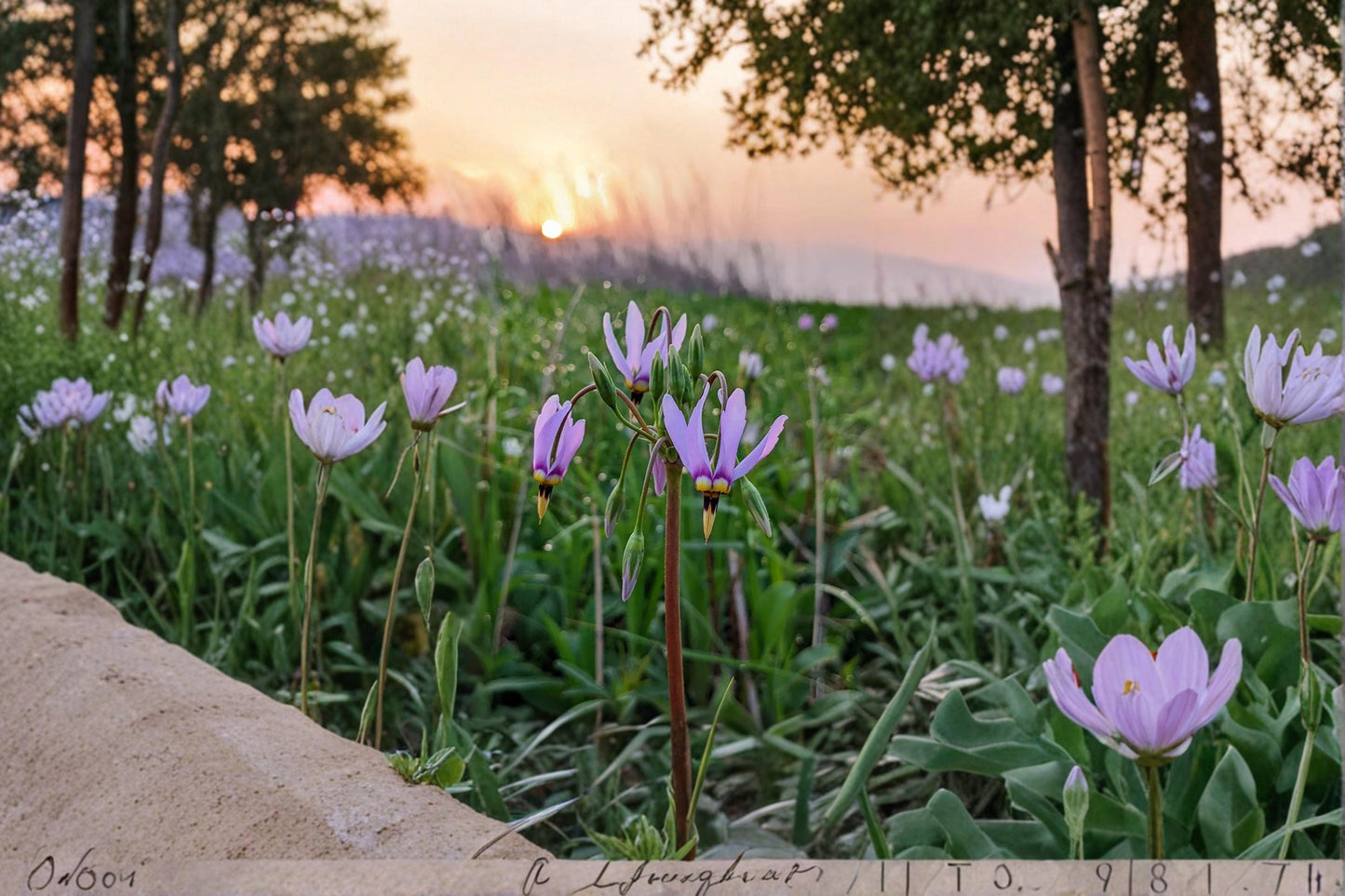Midland Shooting Star Wildflower Seeds – Dodecatheon meadia Perennial Native Prairie Plant for Pollinator Gardens
