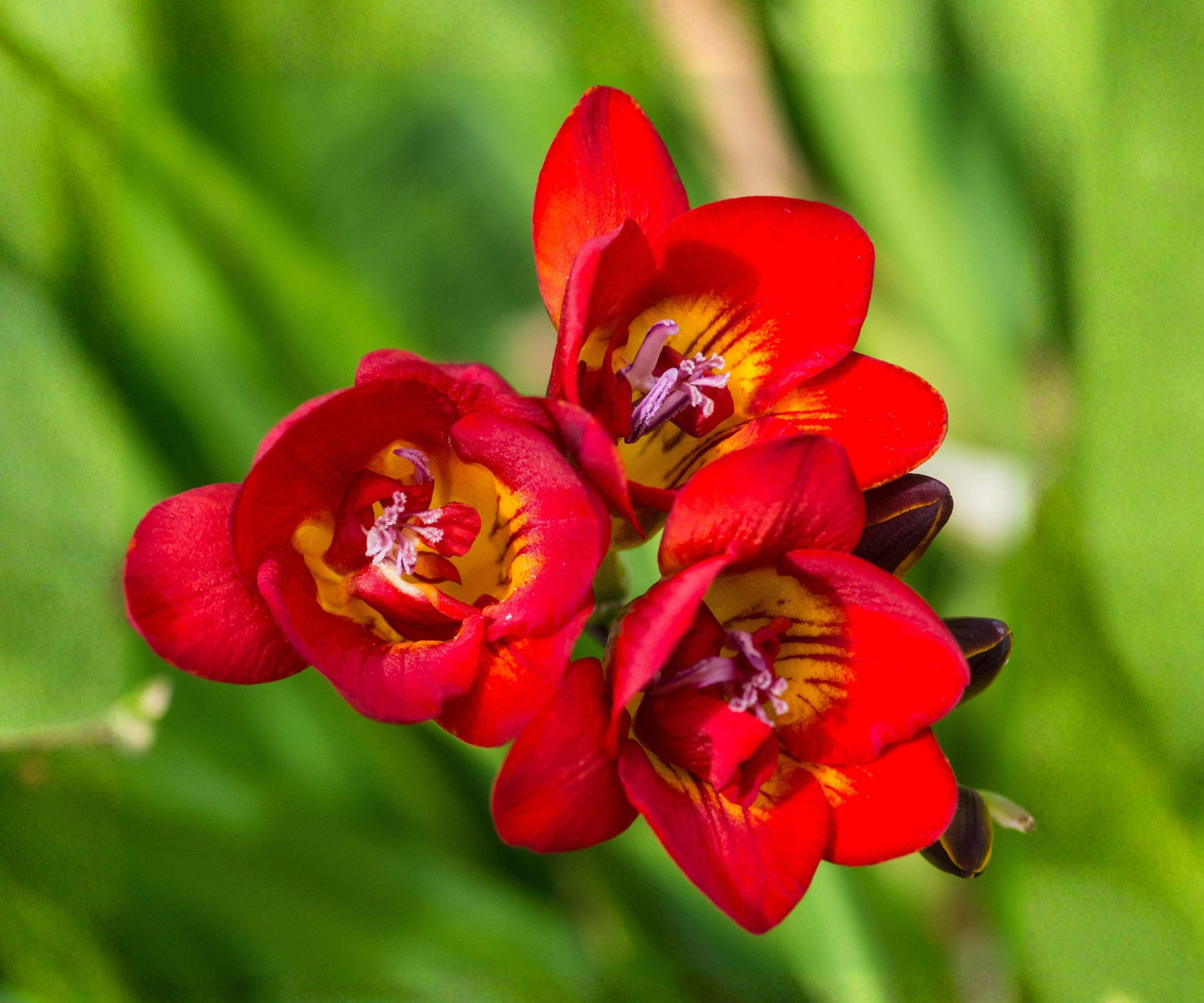 Freesia Double Bicolor Bulbs – Fragrant Red Yellow Spring Flowers for Gardens & Containers – Freesia hybrids
