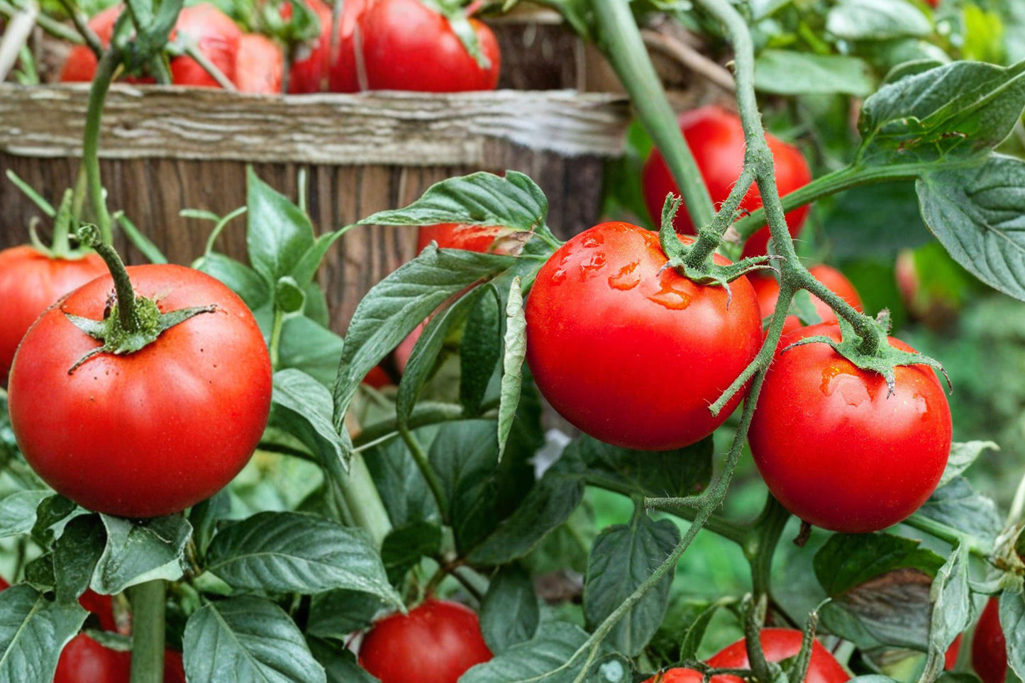 Rutgers Tomato Seeds – Heirloom Indeterminate Variety for Slicing, Cooking & Preserving – Solanum lycopersicum, 42 Seeds