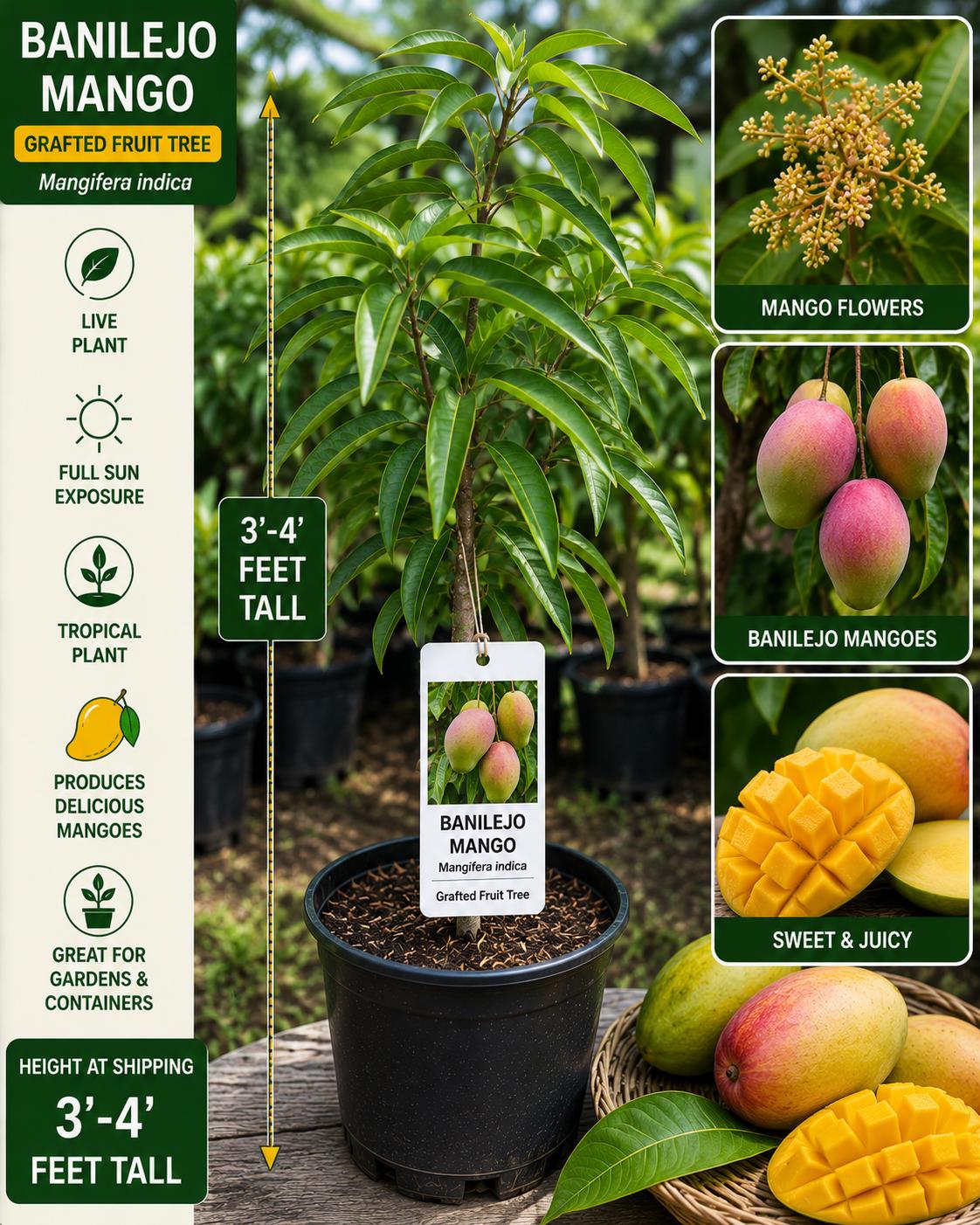 Grafted Banilejo Mango Tree – 3–4 Feet Tall – Mangifera indica – Tropical Fruit Tree for Backyard Orchards & Edible Landscapes