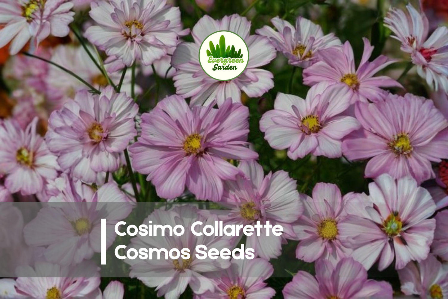 200 Cosimo Collarette Cosmos Seeds – Unique Two-Layer Petal Variety, Pink, White & Bi-Color, Cosmos bipinnatus, Garden Flowers