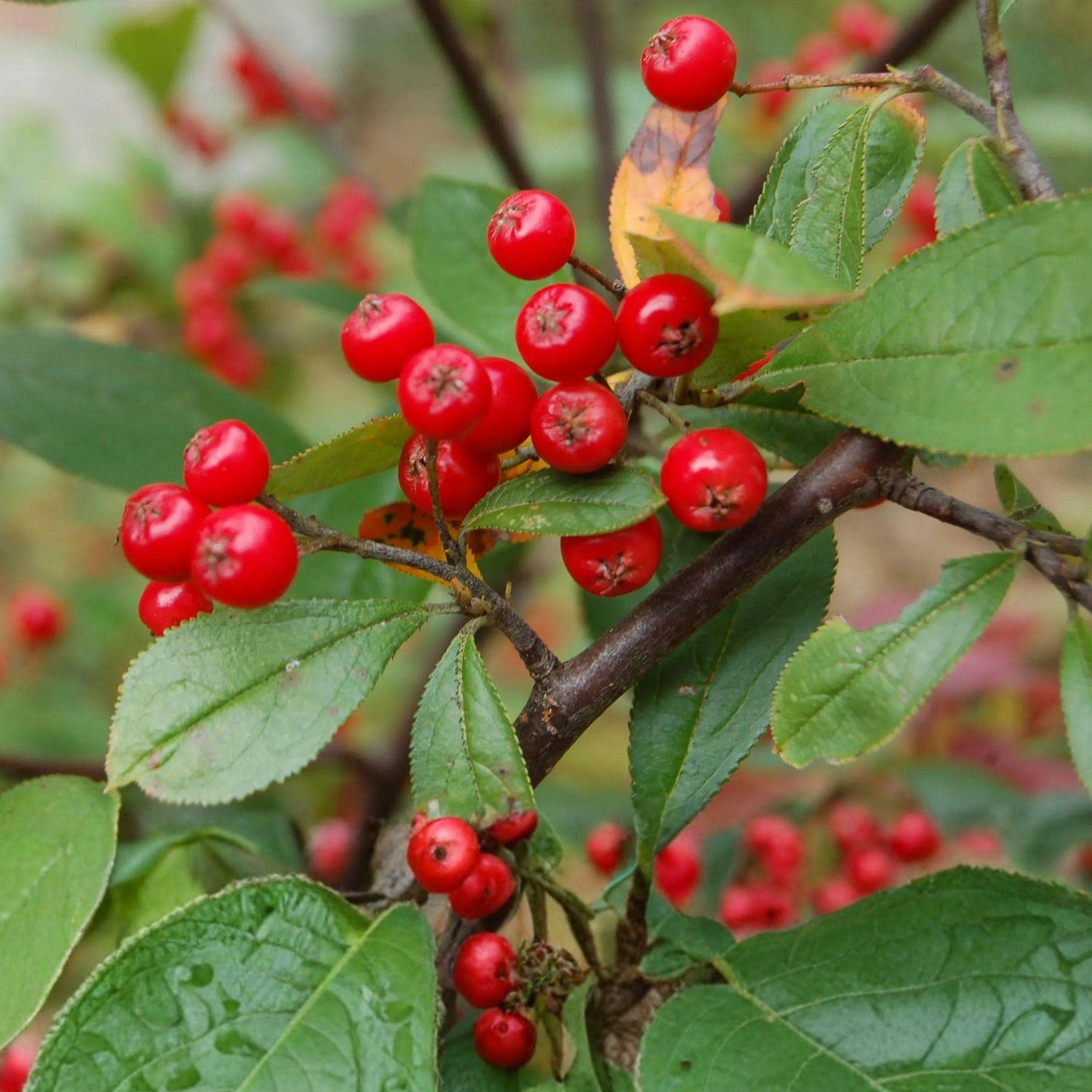 Red Chokeberry Shrub – 10-18 Inch Live Plants with White Flowers, Red Fall Foliage, Berries, Aronia arbutifolia
