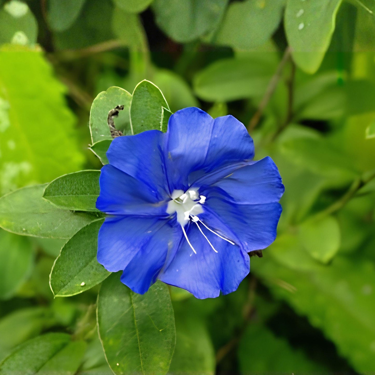 Evolvulus Blue Daze Live Plant Plug, Blue Flower Groundcover, Trailing, Well Rooted, Full Sun, Container & Border Plant