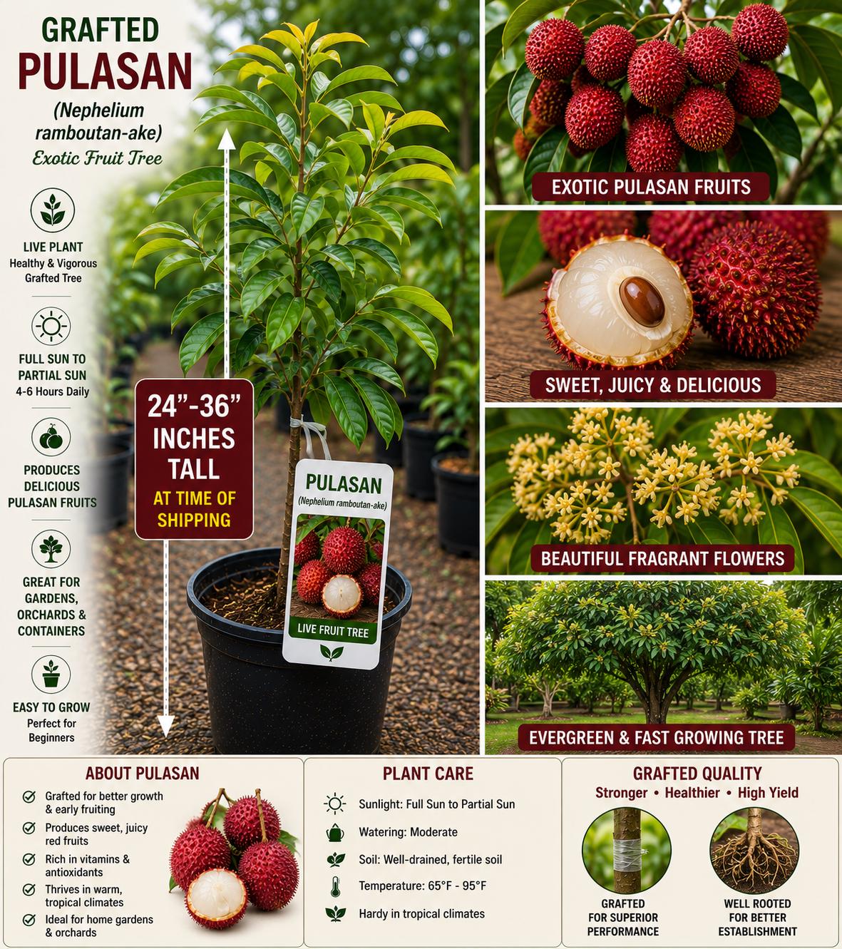 Grafted Pulasan Live Fruit Tree – Nephelium ramboutan-ake – Tropical Edible Tree for Garden, Orchard, Landscape