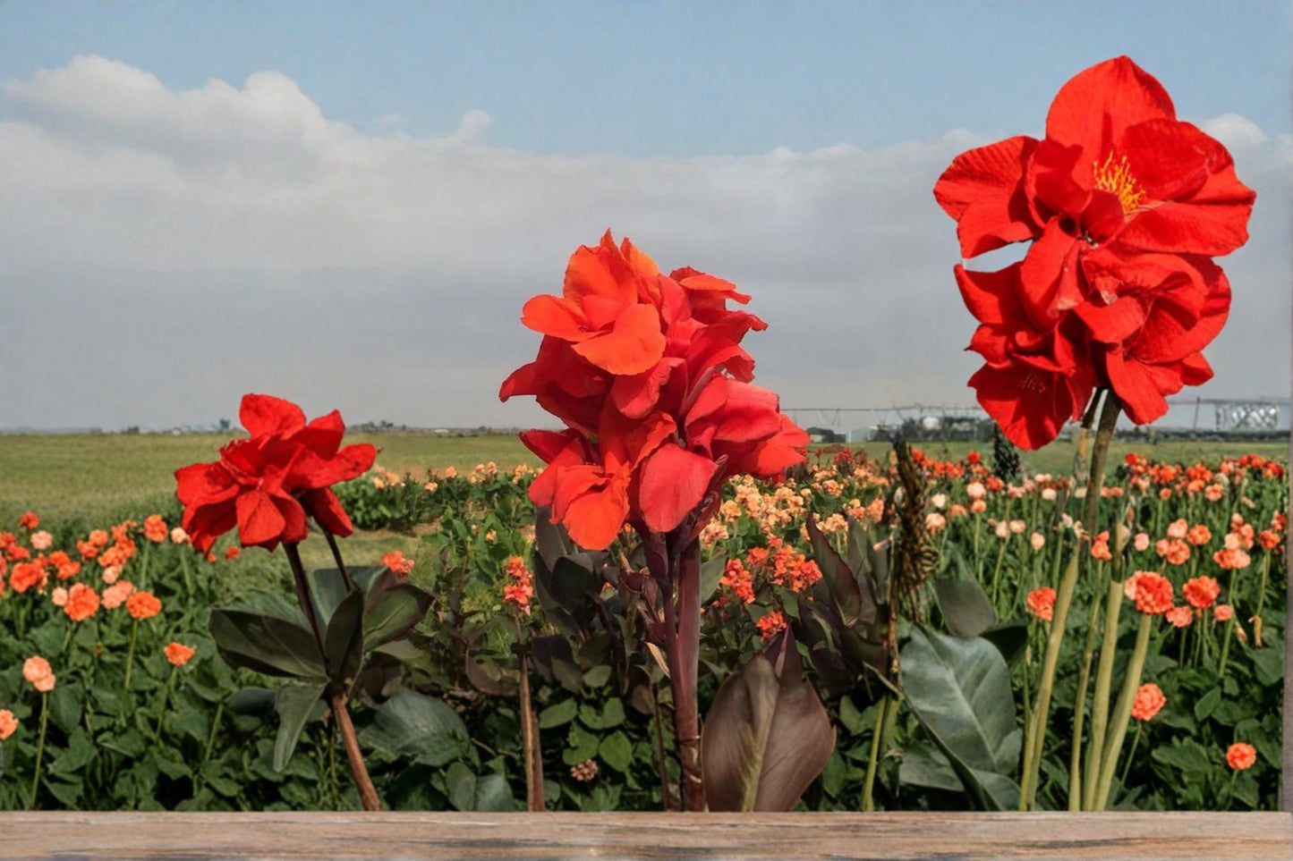 Tropical Goth Canna Lily Bulbs – Ornamental Flowering Perennial with Bold Foliage – Canna × generalis