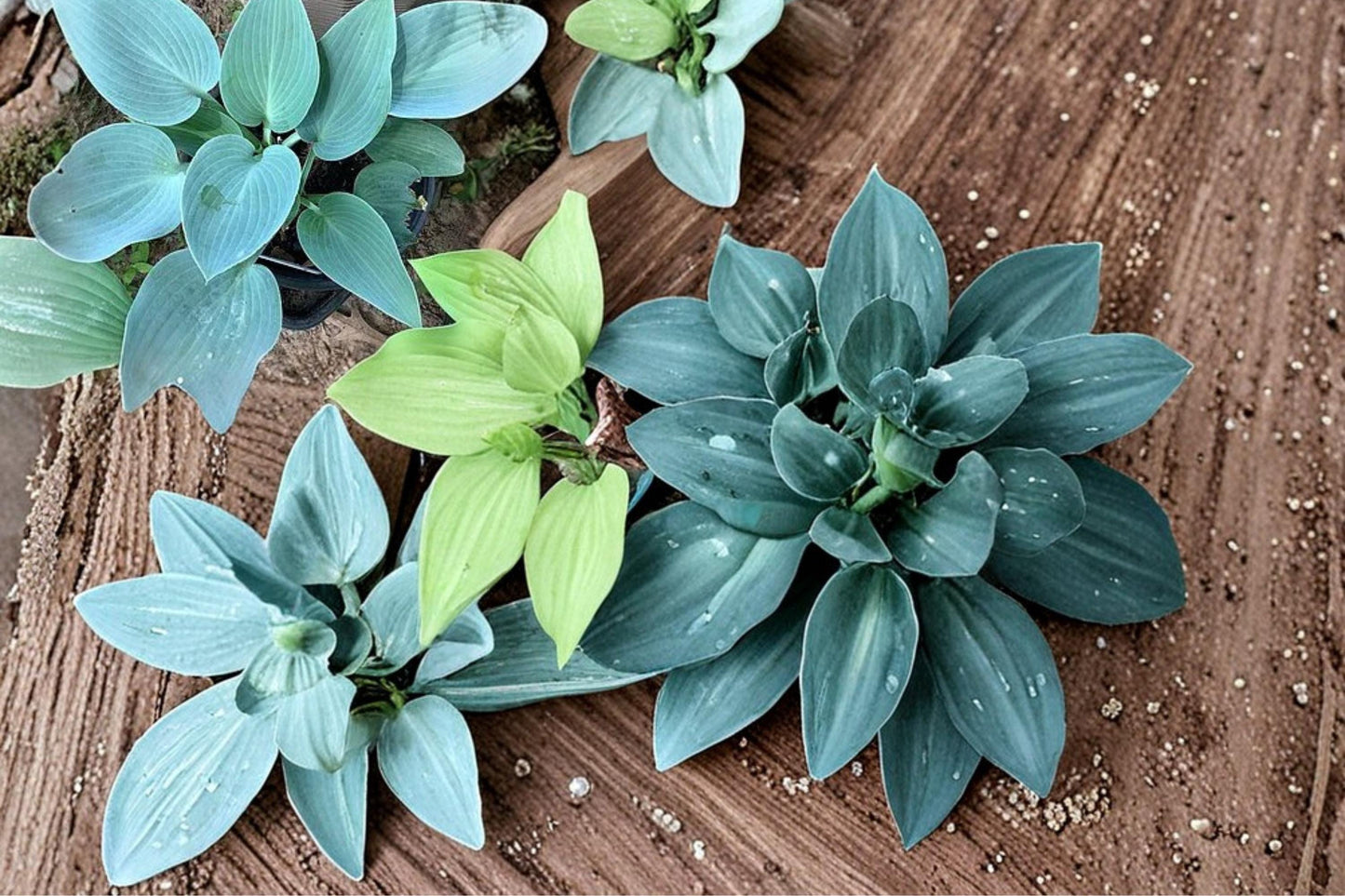 Canada Blue Hosta Plants – Bare Root Divisions, Shade-Loving Perennial with Blue-Green Foliage, Hosta spp.
