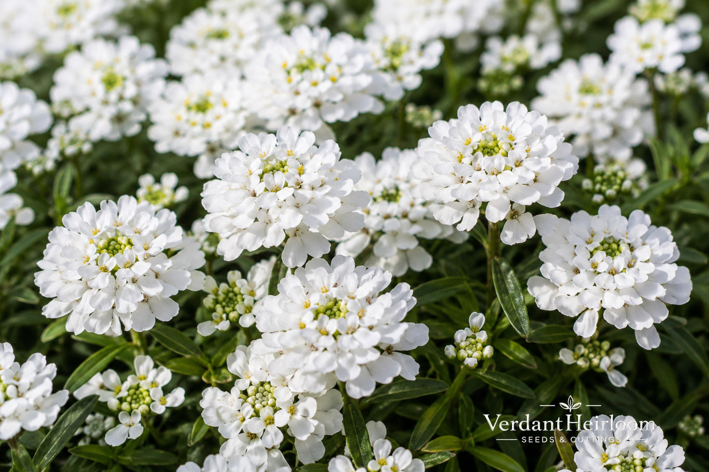 Snowsation Candytuft Bare Root Plant – Iberis sempervirens White Flower Perennial Groundcover for Borders & Rock Gardens