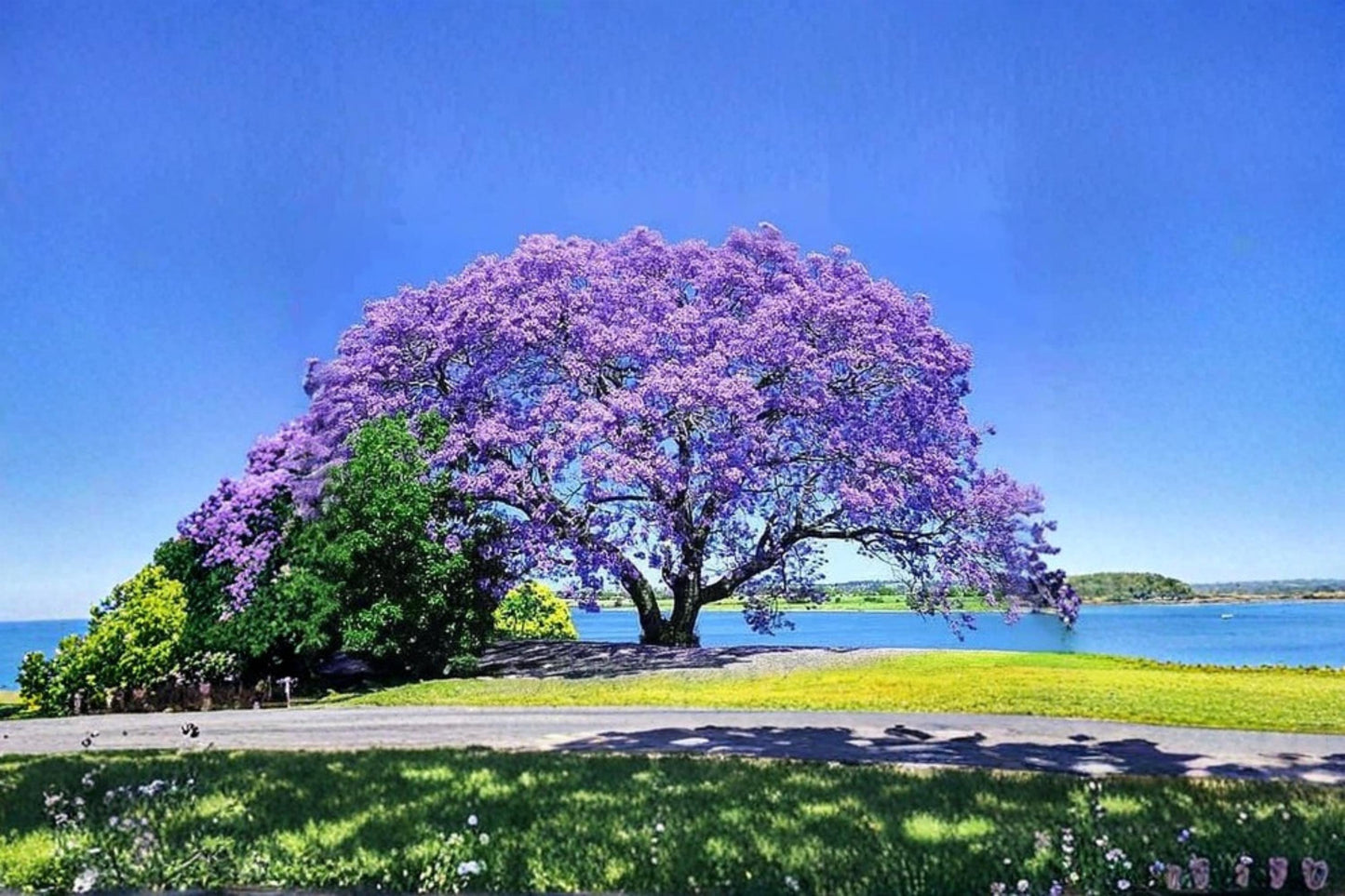 Royal Empress Tree Seeds – Paulownia tomentosa Flowering Ornamental Tree for Landscaping