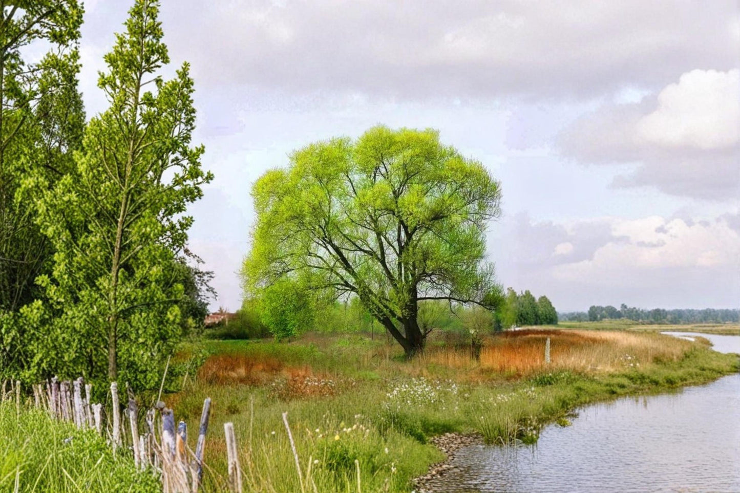 Black Willow Cuttings – Salix nigra Live Tree Starts, Native North American Deciduous Tree for Propagation