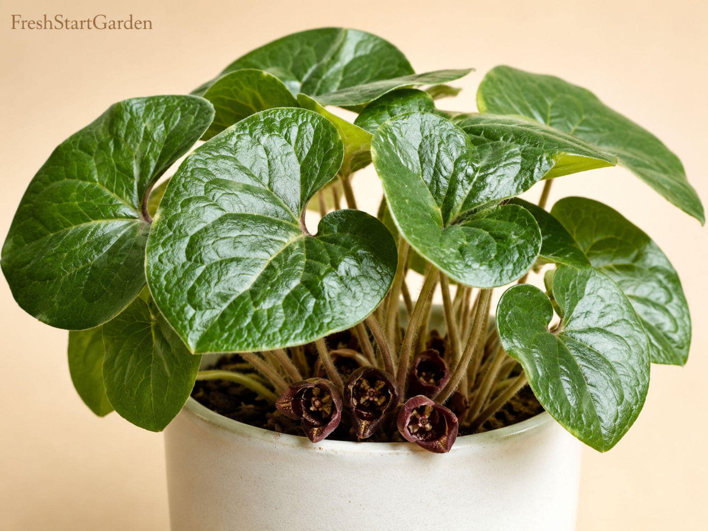 Wild Ginger Perennial Ground Cover Bare Root Asarum canadense Native Shade Plant, Woodland Garden, 5 Pack