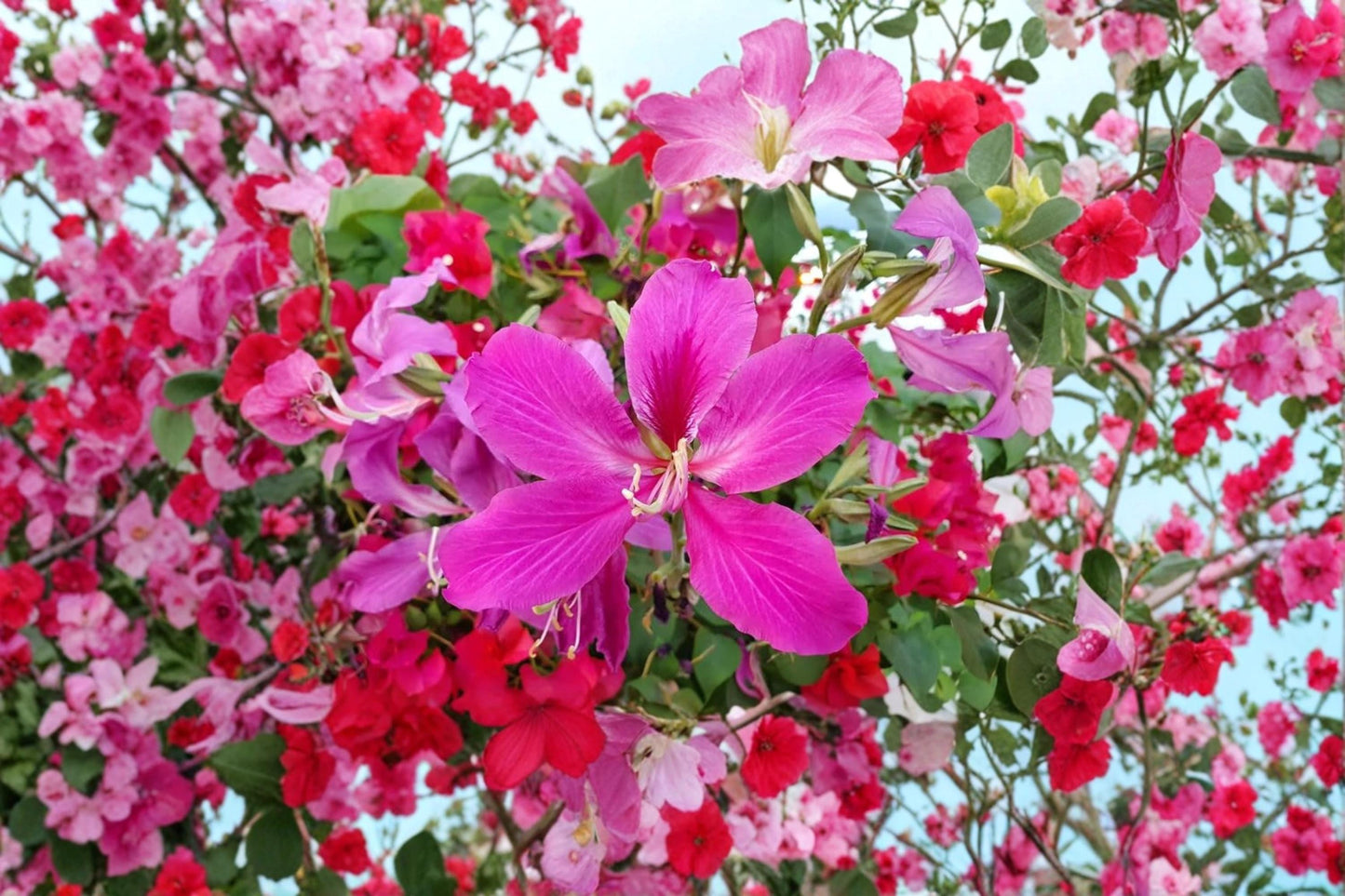 Orchid Tree Seeds – Bauhinia purpurea Butterfly Tree Flowering Tree for Garden & Landscape