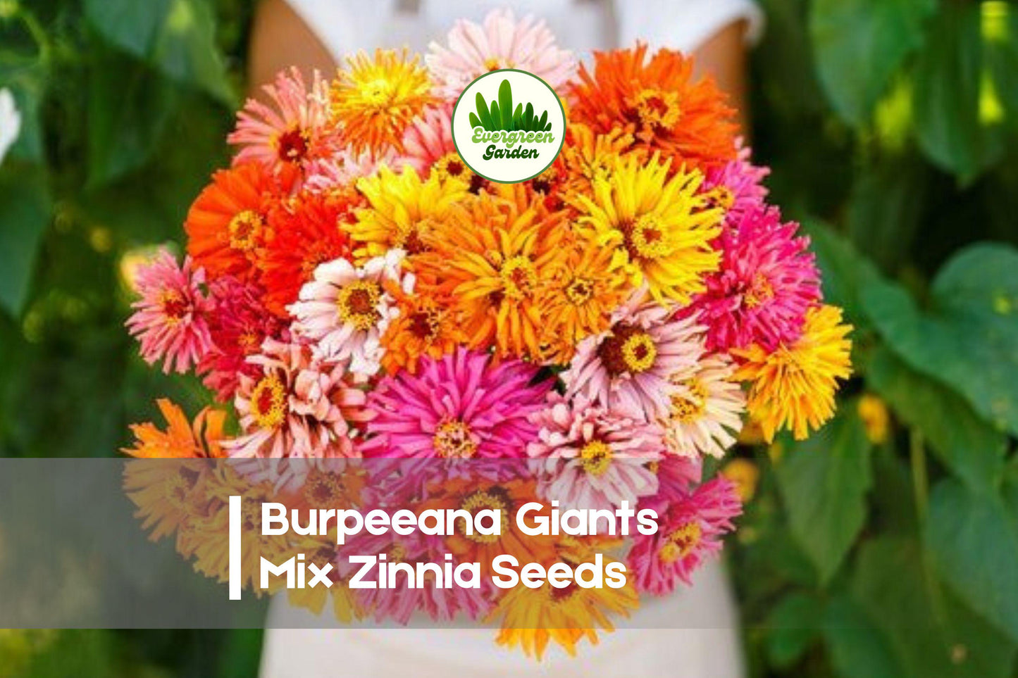 Burpeeana Giants Mix Zinnia Seeds – Large Double Blooms, Vibrant Colors, Butterfly & Pollinator Attracting, Annual, Zinnia elegans