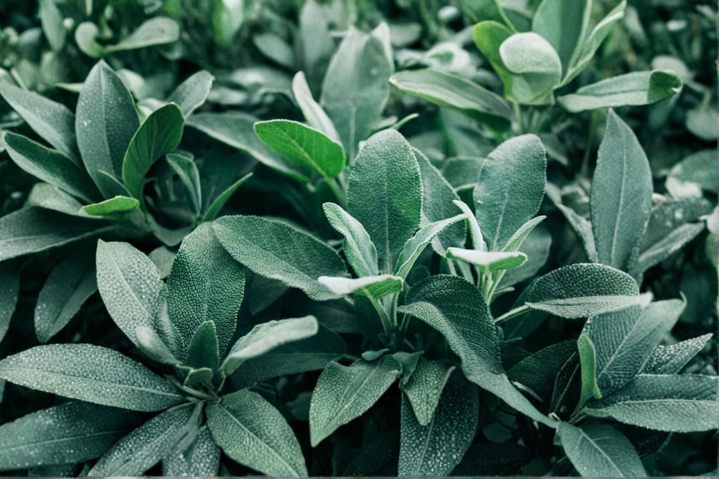 Broadleaf Sage Seeds – Salvia officinalis – Perennial Herb for Herb Gardens, Containers, Pollinator Support