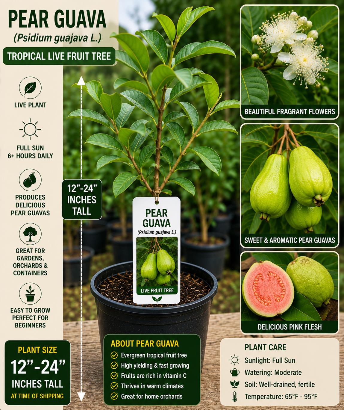 Pear Guava Live Fruit Tree – Psidium guajava – Tropical Edible Tree, 12–24 Inches Tall