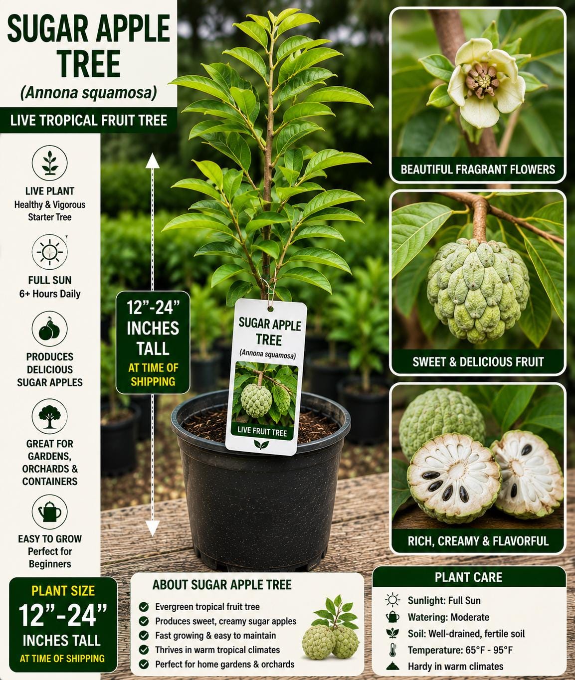 Sugar Apple Live Fruit Tree – Annona squamosa – Tropical Edible Tree – 12–24 Inches Tall Seedling