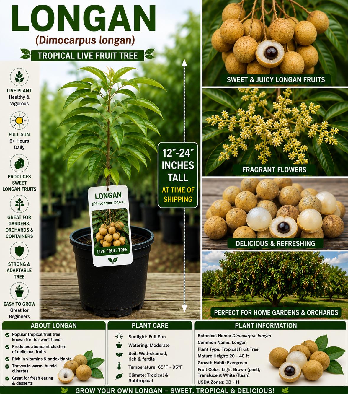 Longan Live Fruit Tree 12–24 Inches Tall, Tropical Edible Landscape, Dimocarpus longan, Evergreen Fruit Tree