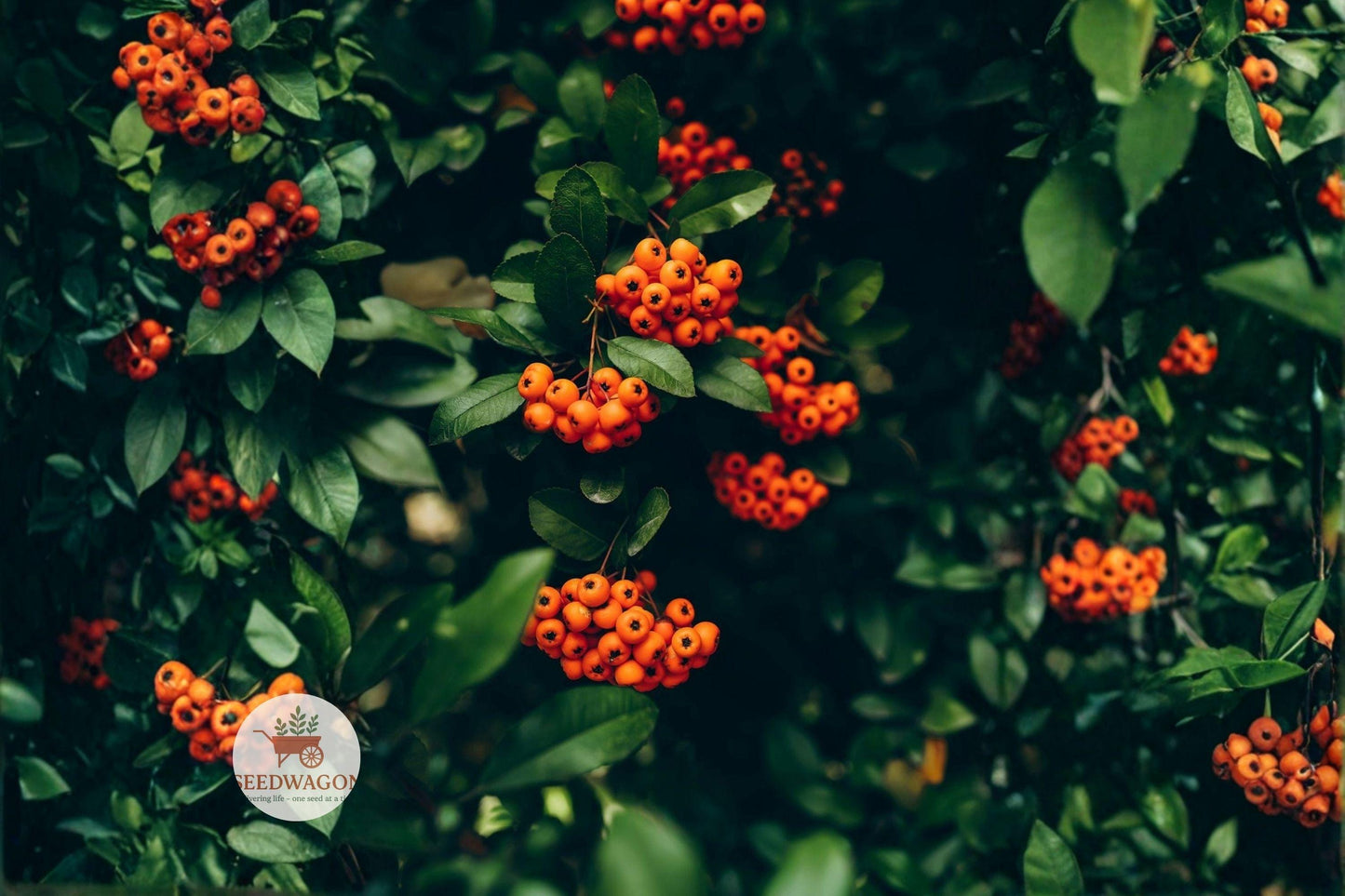 persimmon seeds,American persimmon,Diospyros virginiana,edible fruit tree,Native plant seeds,hardy shrub seeds,ornamental shrub seeds,scarlet firethorn seeds,Pyracantha coccinea,wildlife attractant,hedge privacy screen,evergreen shrub seeds,ornamental berries