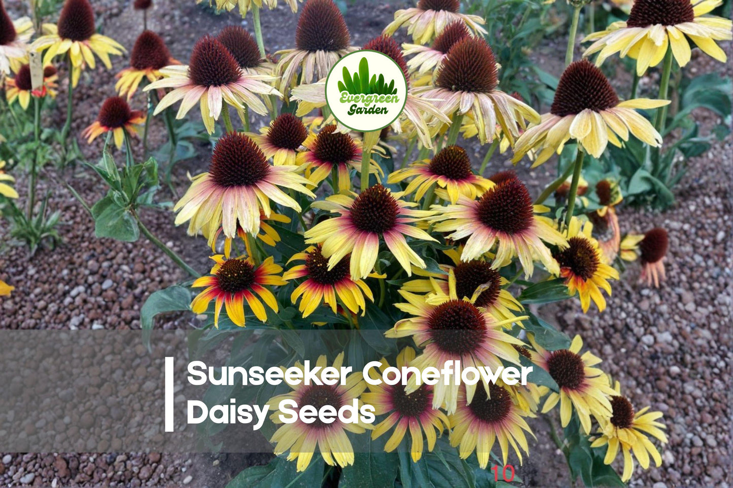 Sunseeker Coneflower Seeds, Rudbeckia spp., 200+ Daisies, Yellow-Orange Blooms, Pollinator-Friendly, Drought-Tolerant Perennials